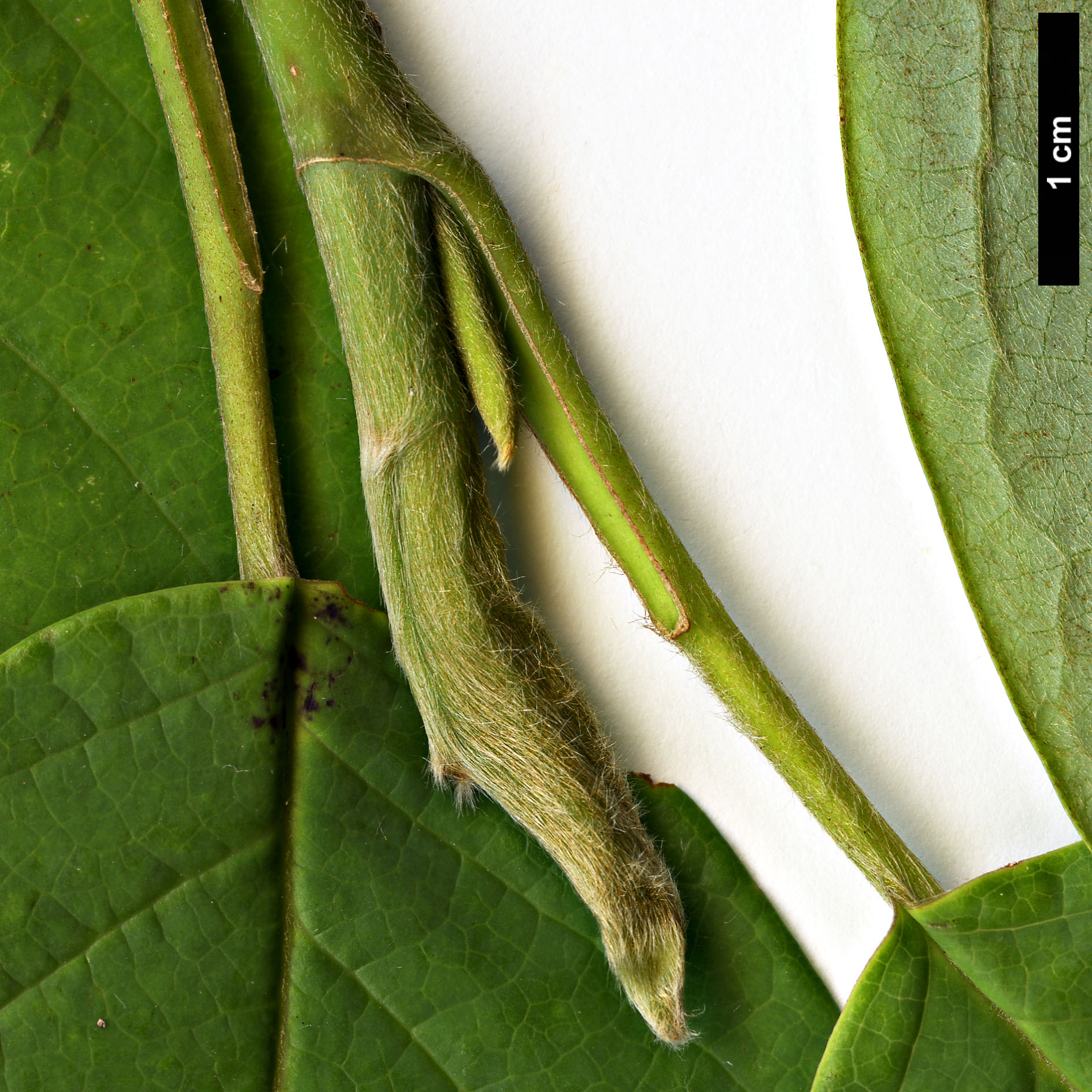 High resolution image: Family: Magnoliaceae - Genus: Magnolia - Taxon: sinensis