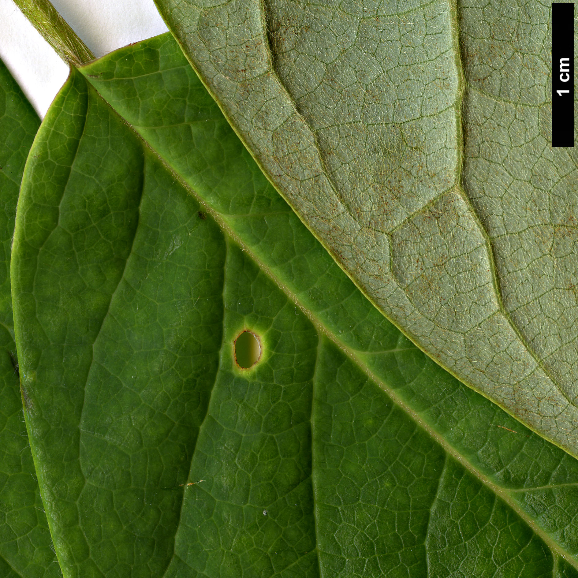 High resolution image: Family: Magnoliaceae - Genus: Magnolia - Taxon: sinensis