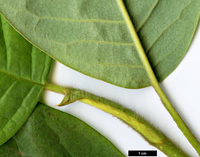 High resolution image: Family: Magnoliaceae - Genus: Magnolia - Taxon: sinensis