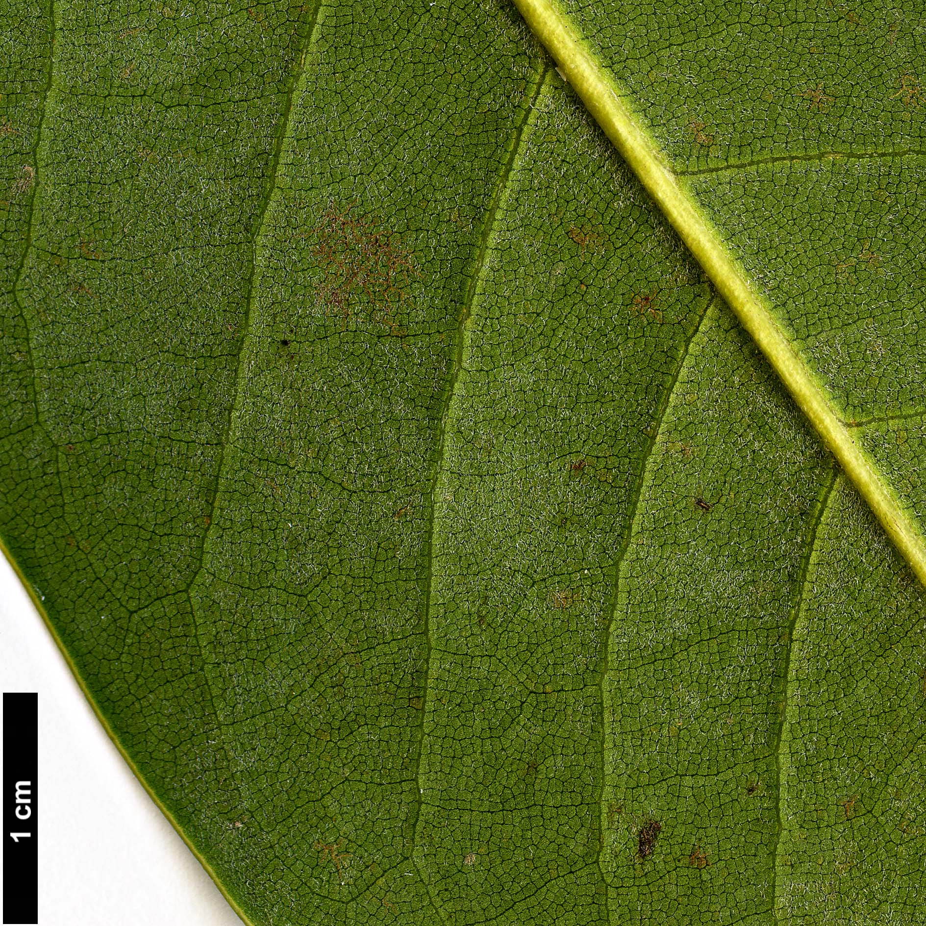 High resolution image: Family: Magnoliaceae - Genus: Magnolia - Taxon: tamaulipana