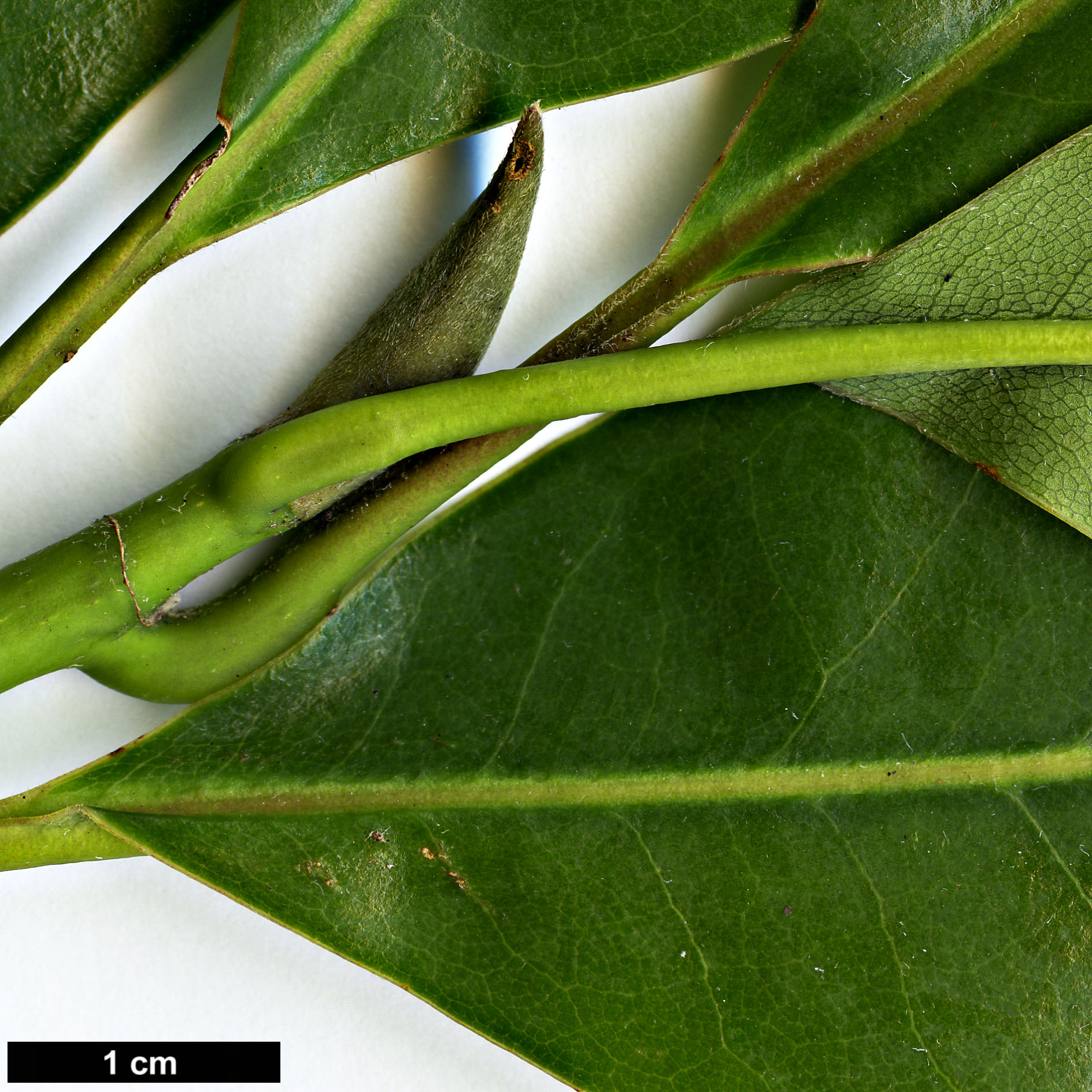 High resolution image: Family: Magnoliaceae - Genus: Magnolia - Taxon: tamaulipana