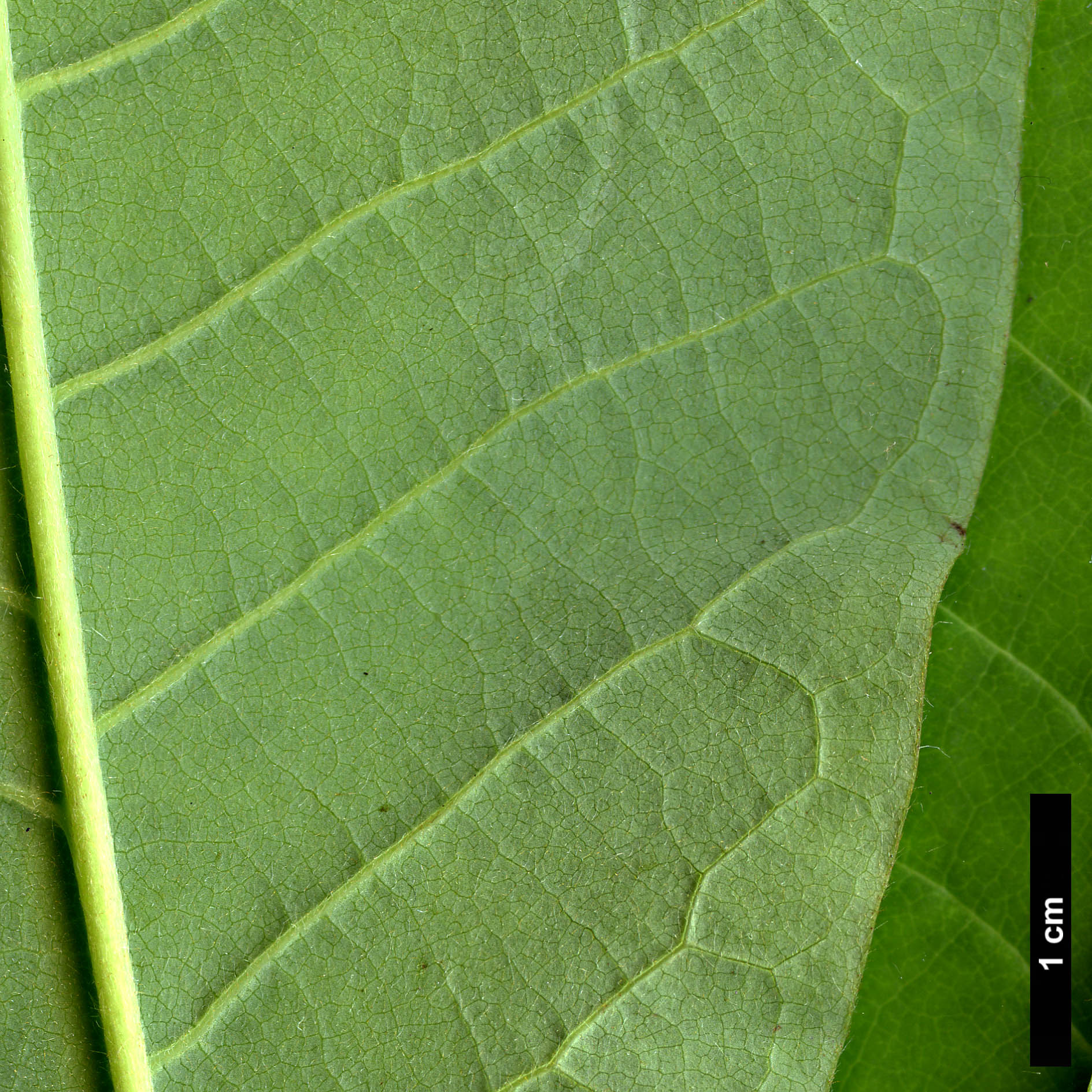 High resolution image: Family: Magnoliaceae - Genus: Magnolia - Taxon: tripetala