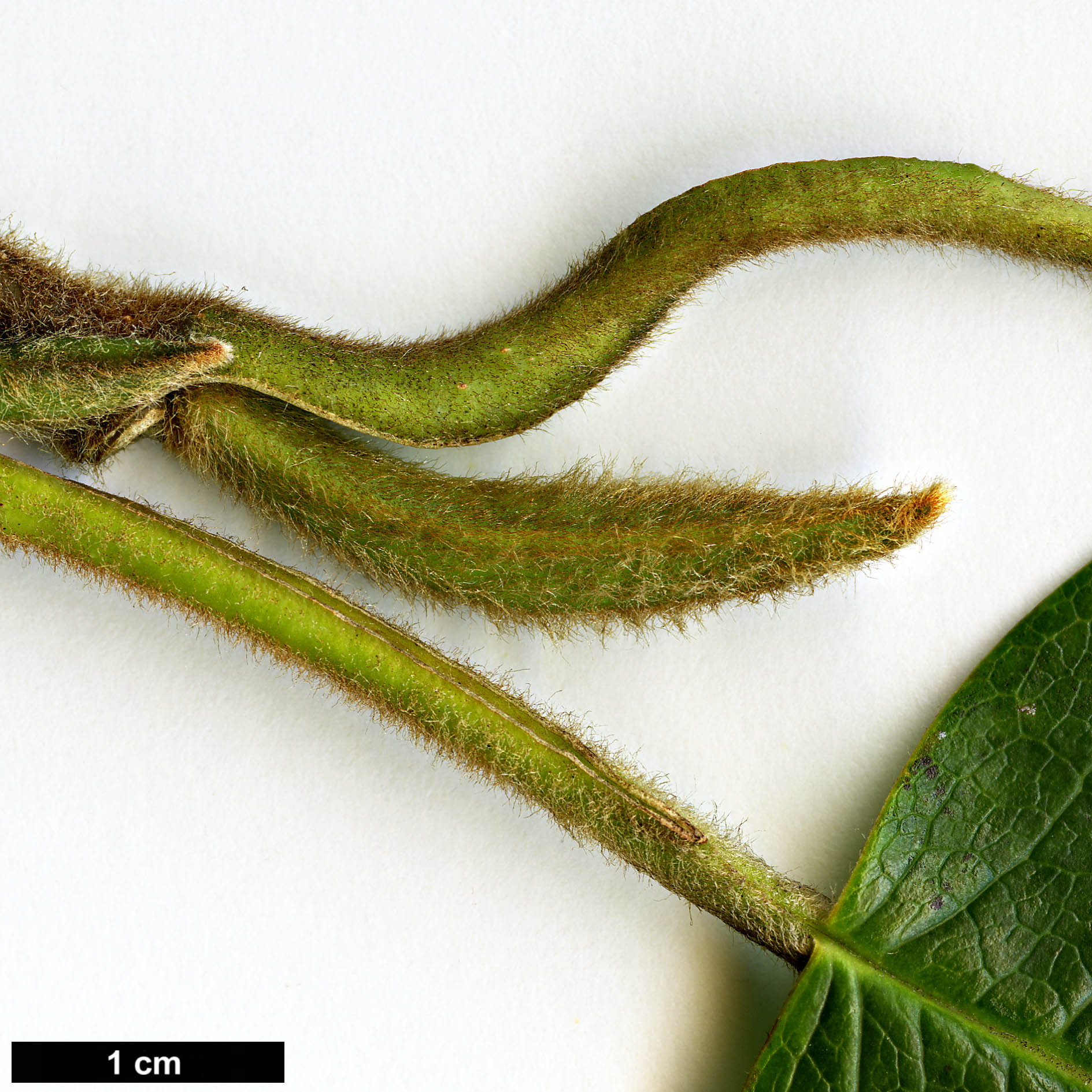 High resolution image: Family: Magnoliaceae - Genus: Magnolia - Taxon: wilsonii