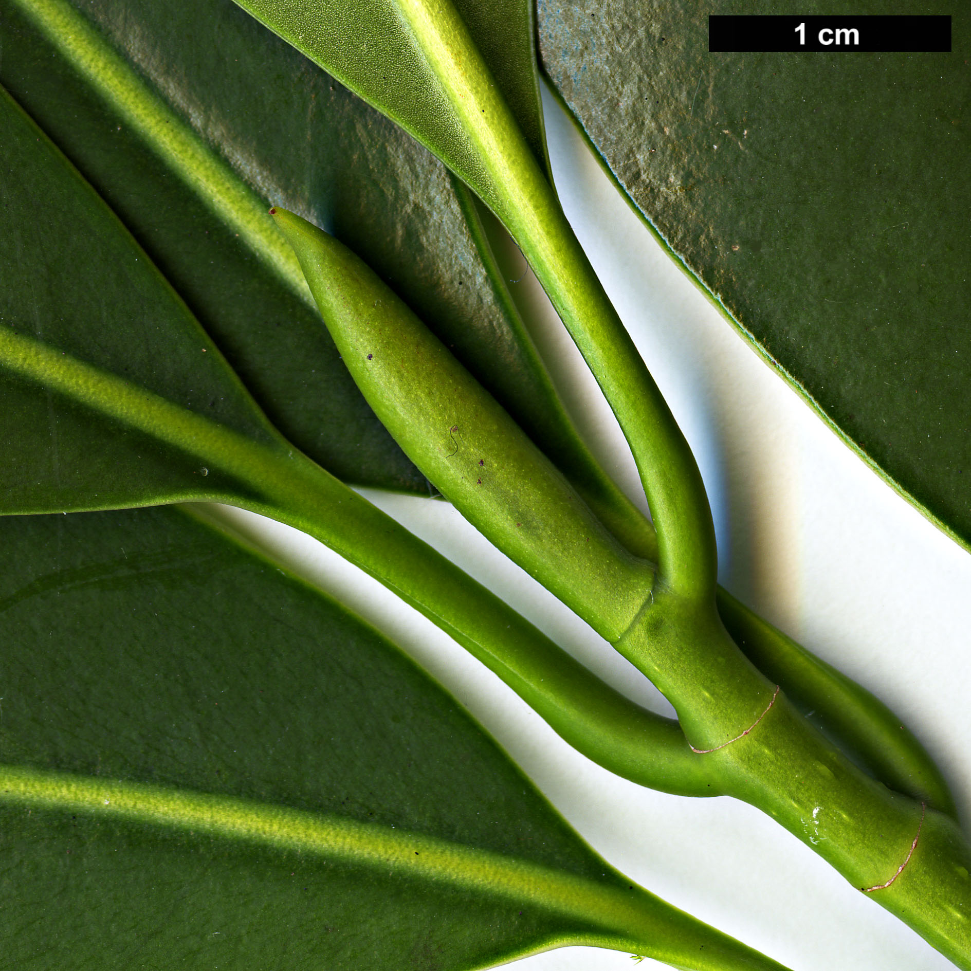 High resolution image: Family: Magnoliaceae - Genus: Magnolia - Taxon: yunnanensis