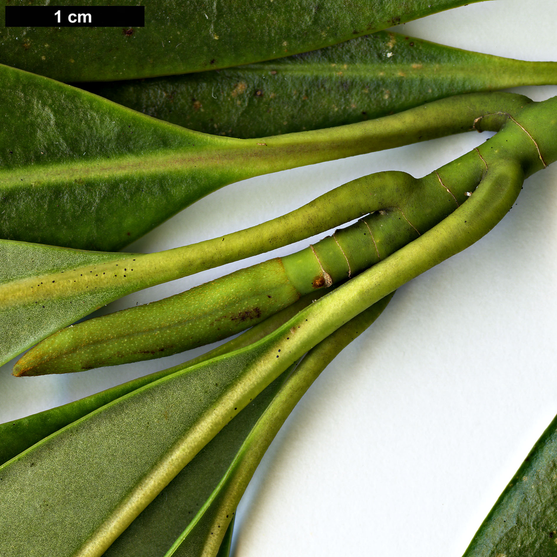 High resolution image: Family: Magnoliaceae - Genus: Magnolia - Taxon: yuyuanensis