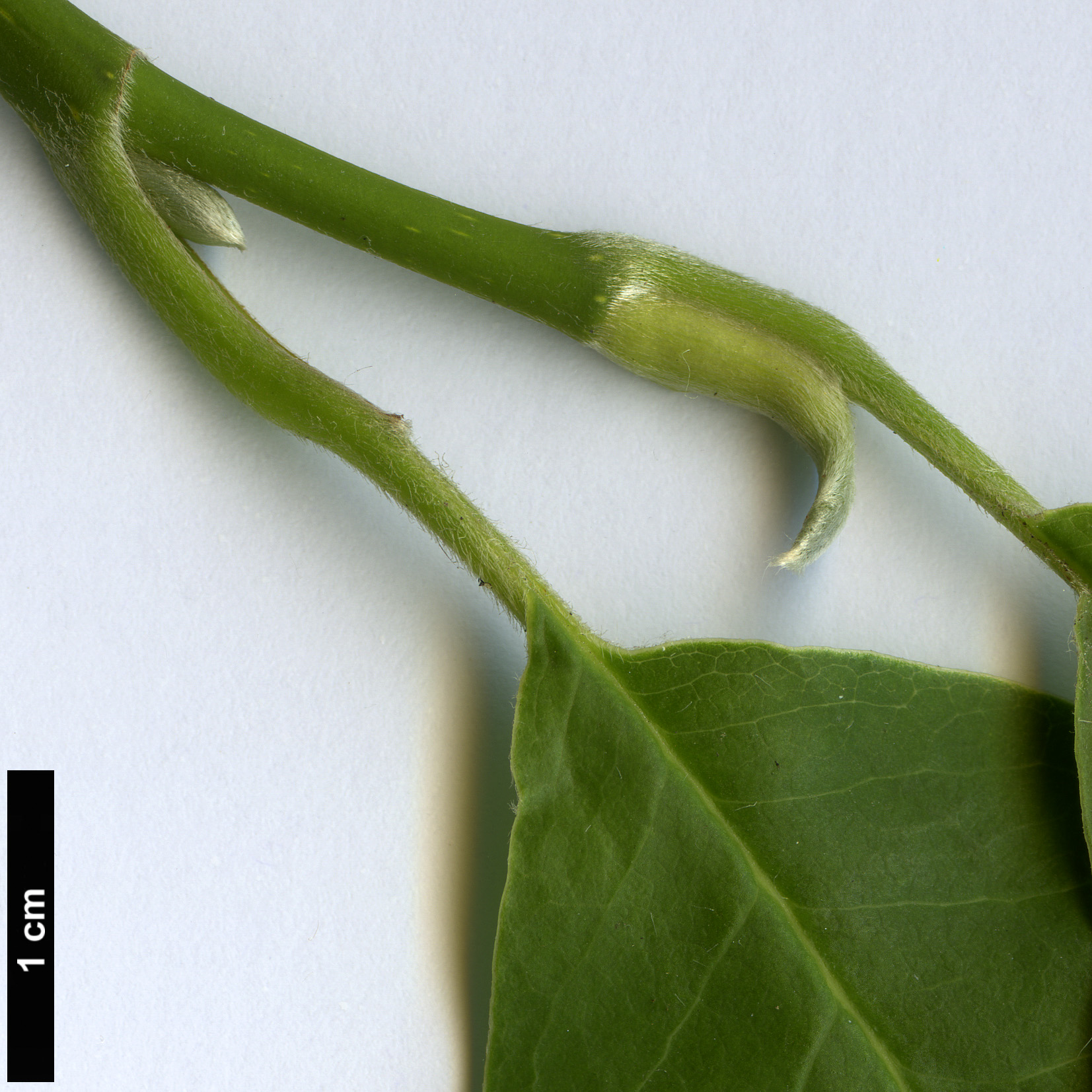 High resolution image: Family: Magnoliaceae - Genus: Magnolia - Taxon: zenii