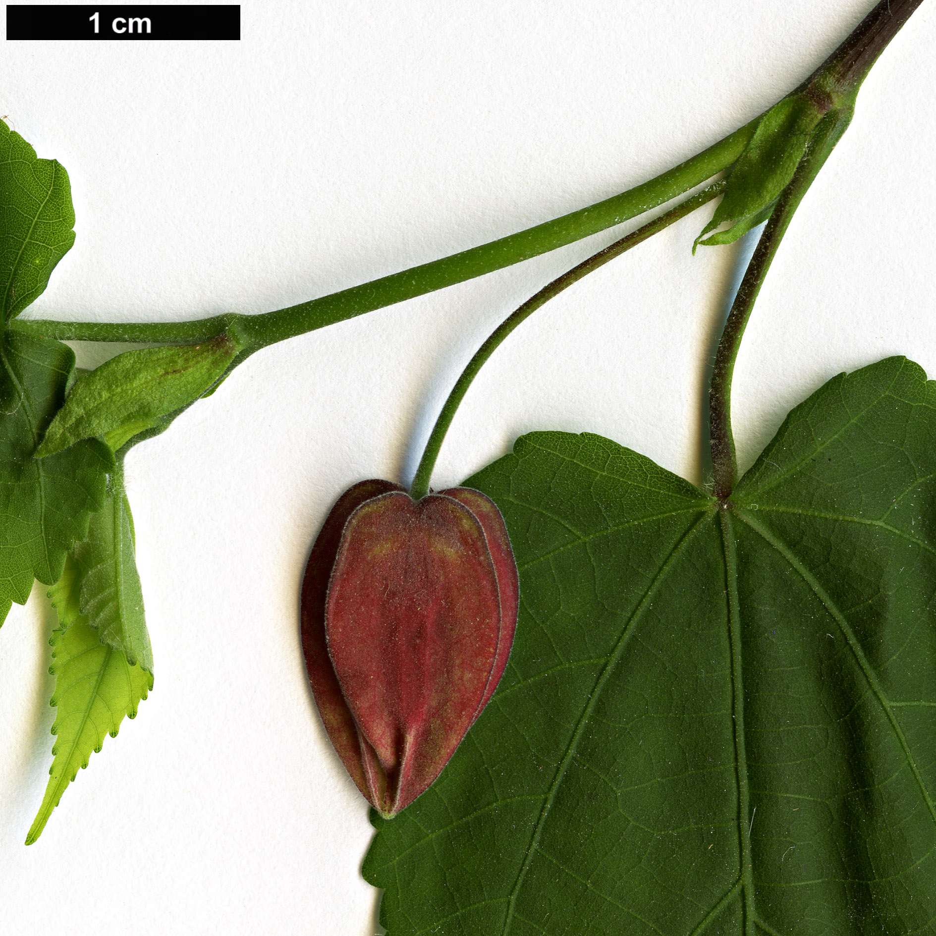 High resolution image: Family: Malvaceae - Genus: Abutilon - Taxon: megapotamicum