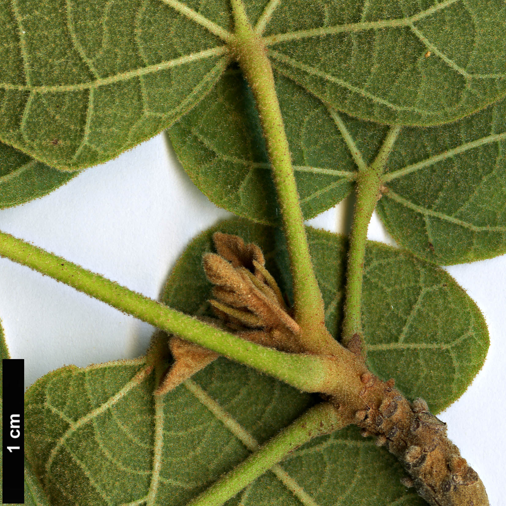 High resolution image: Family: Malvaceae - Genus: Brachychiton - Taxon: bidwillii