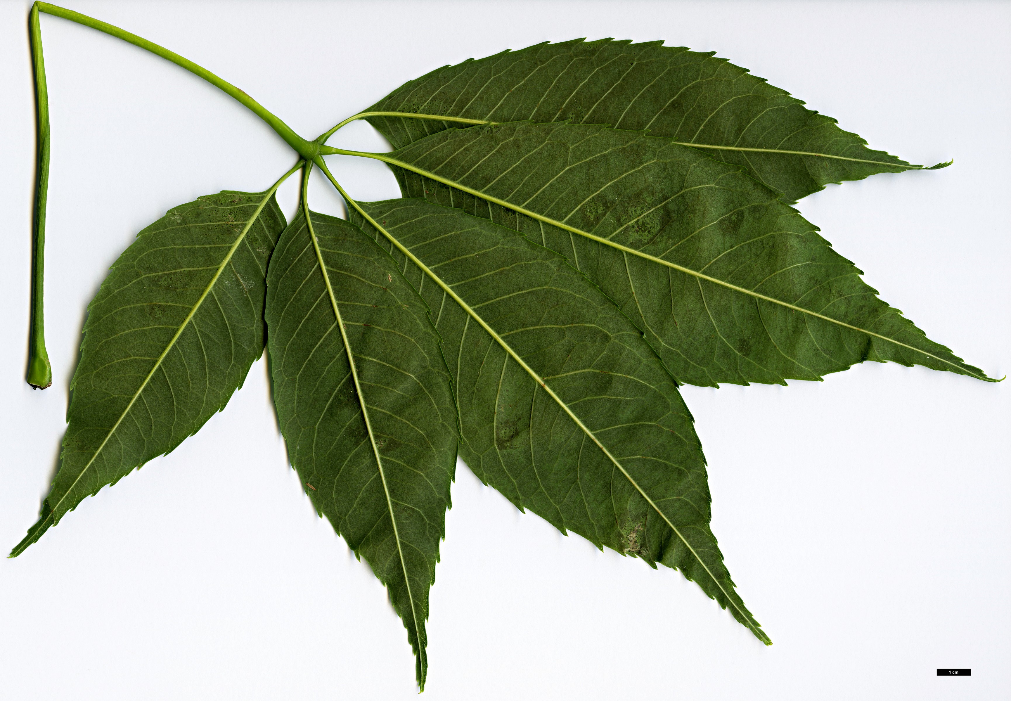 High resolution image: Family: Malvaceae - Genus: Ceiba - Taxon: insignis