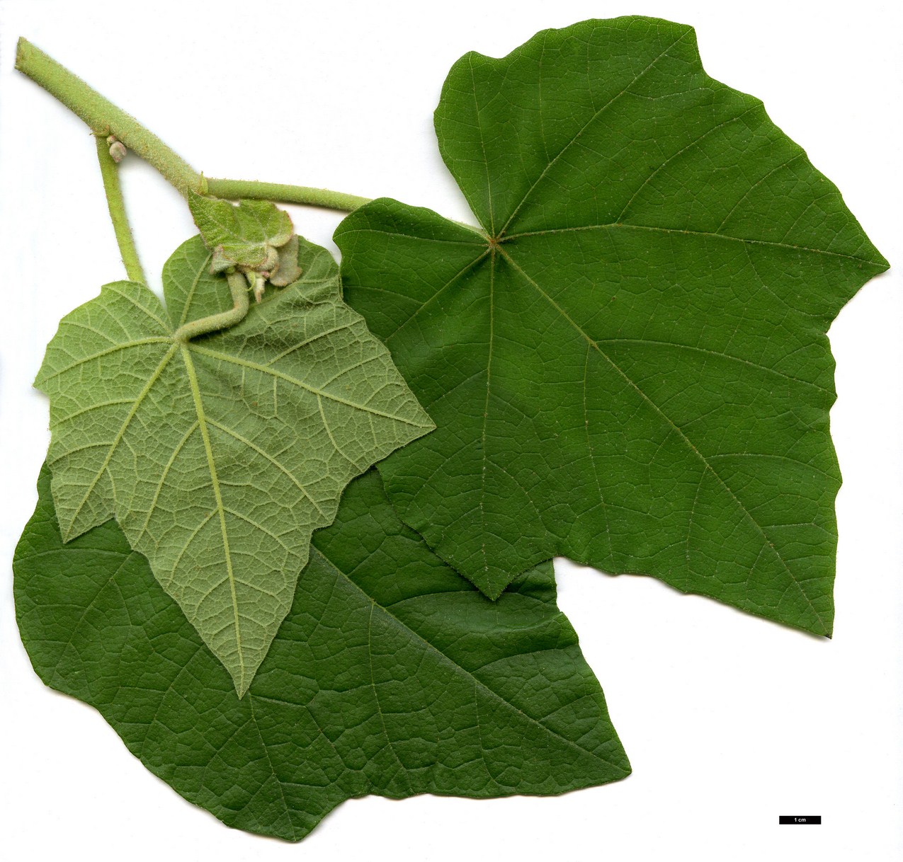 High resolution image: Family: Malvaceae - Genus: Chiranthodendron - Taxon: pentadactylon