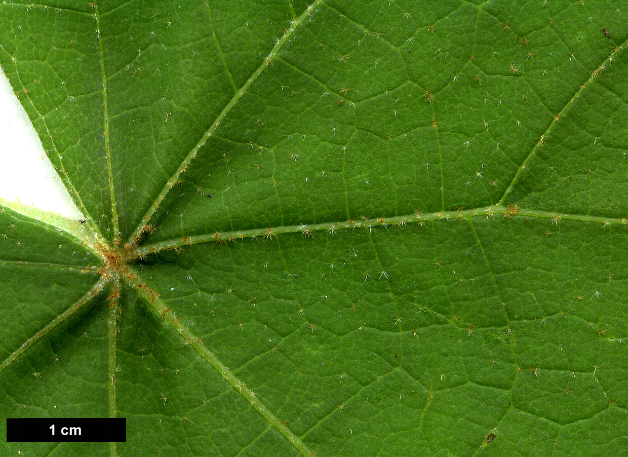 High resolution image: Family: Malvaceae - Genus: Chiranthodendron - Taxon: pentadactylon