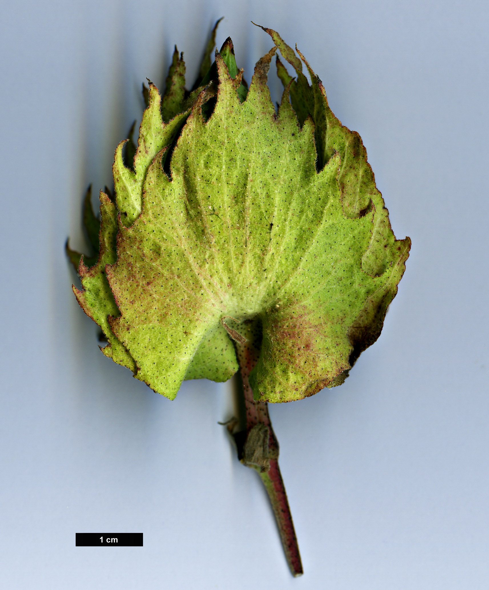 High resolution image: Family: Malvaceae - Genus: Gossypium - Taxon: herbaceum