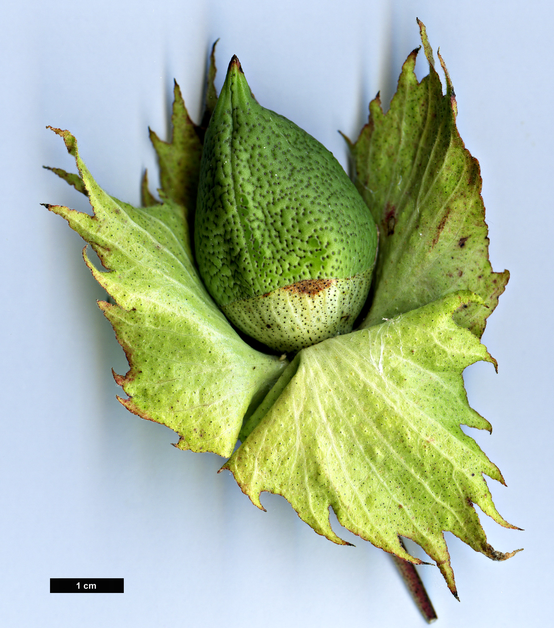 High resolution image: Family: Malvaceae - Genus: Gossypium - Taxon: herbaceum