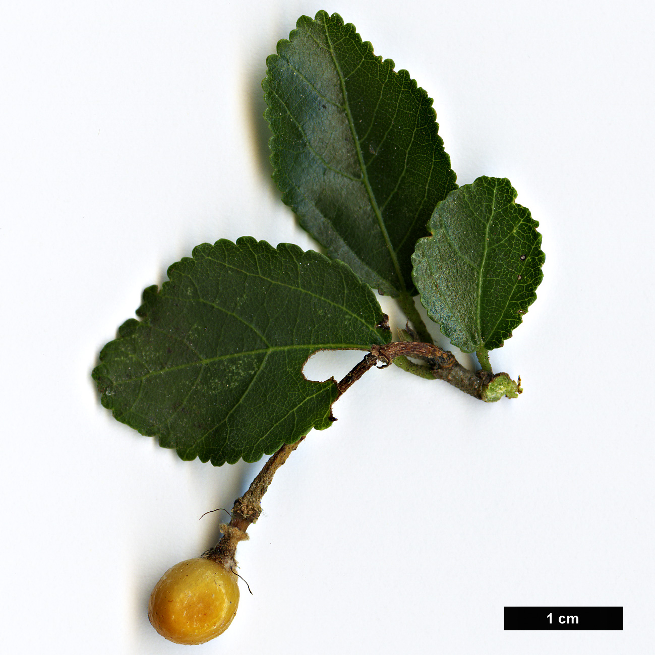 High resolution image: Family: Malvaceae - Genus: Grewia - Taxon: caffra