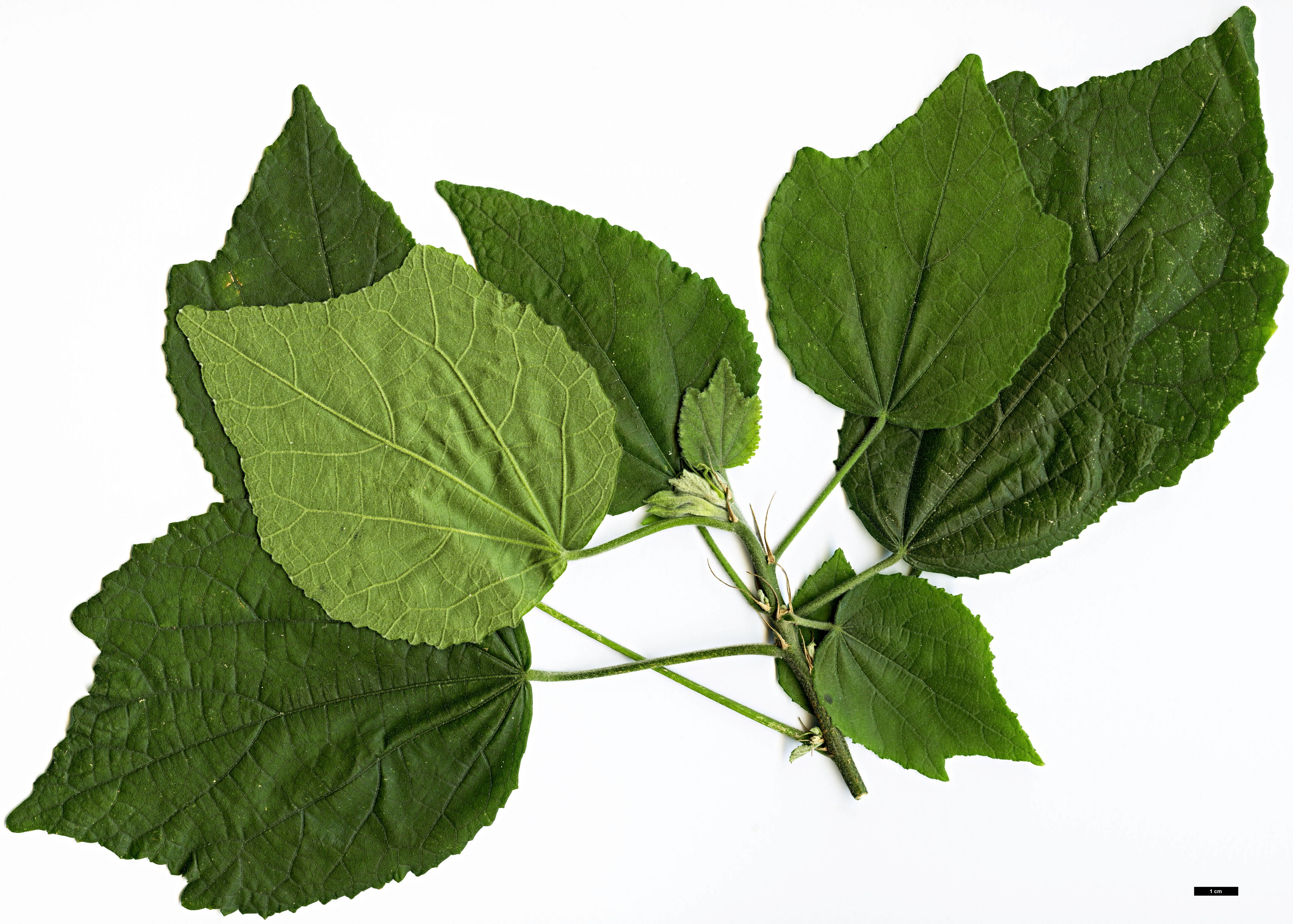 High resolution image: Family: Malvaceae - Genus: Hibiscus - Taxon: ludwigii