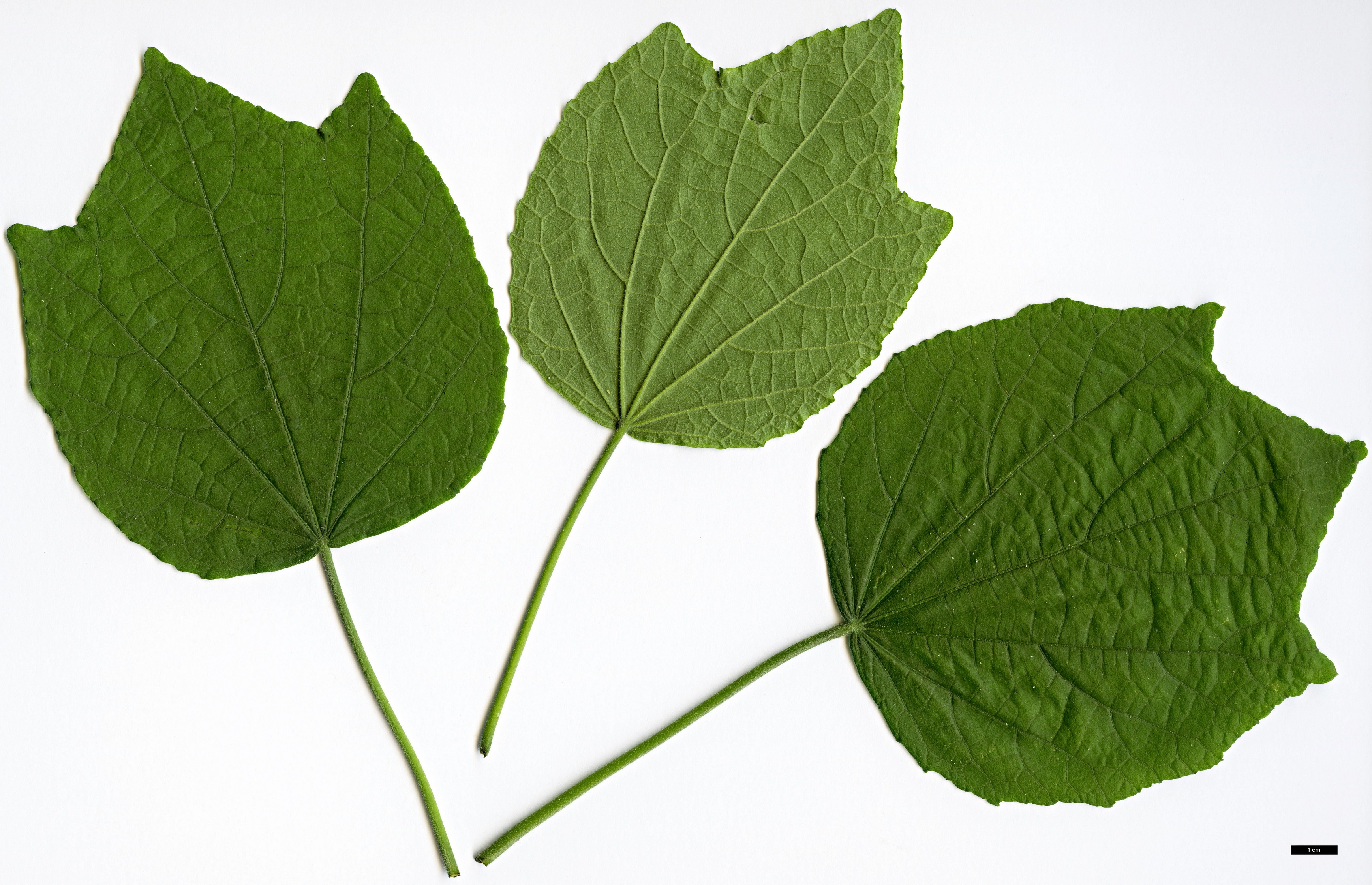 High resolution image: Family: Malvaceae - Genus: Hibiscus - Taxon: ludwigii