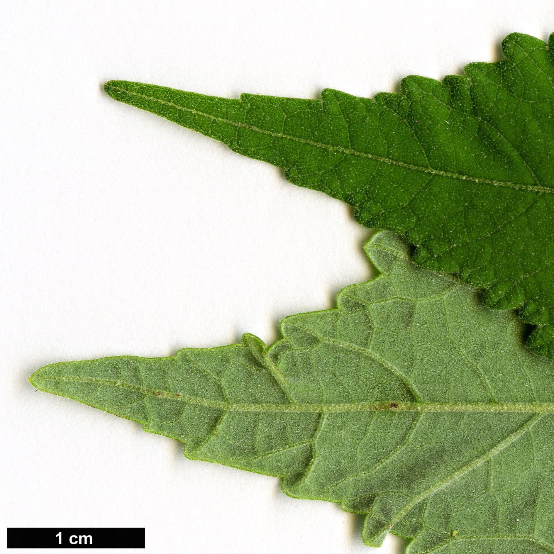 High resolution image: Family: Malvaceae - Genus: Hibiscus - Taxon: moscheutos