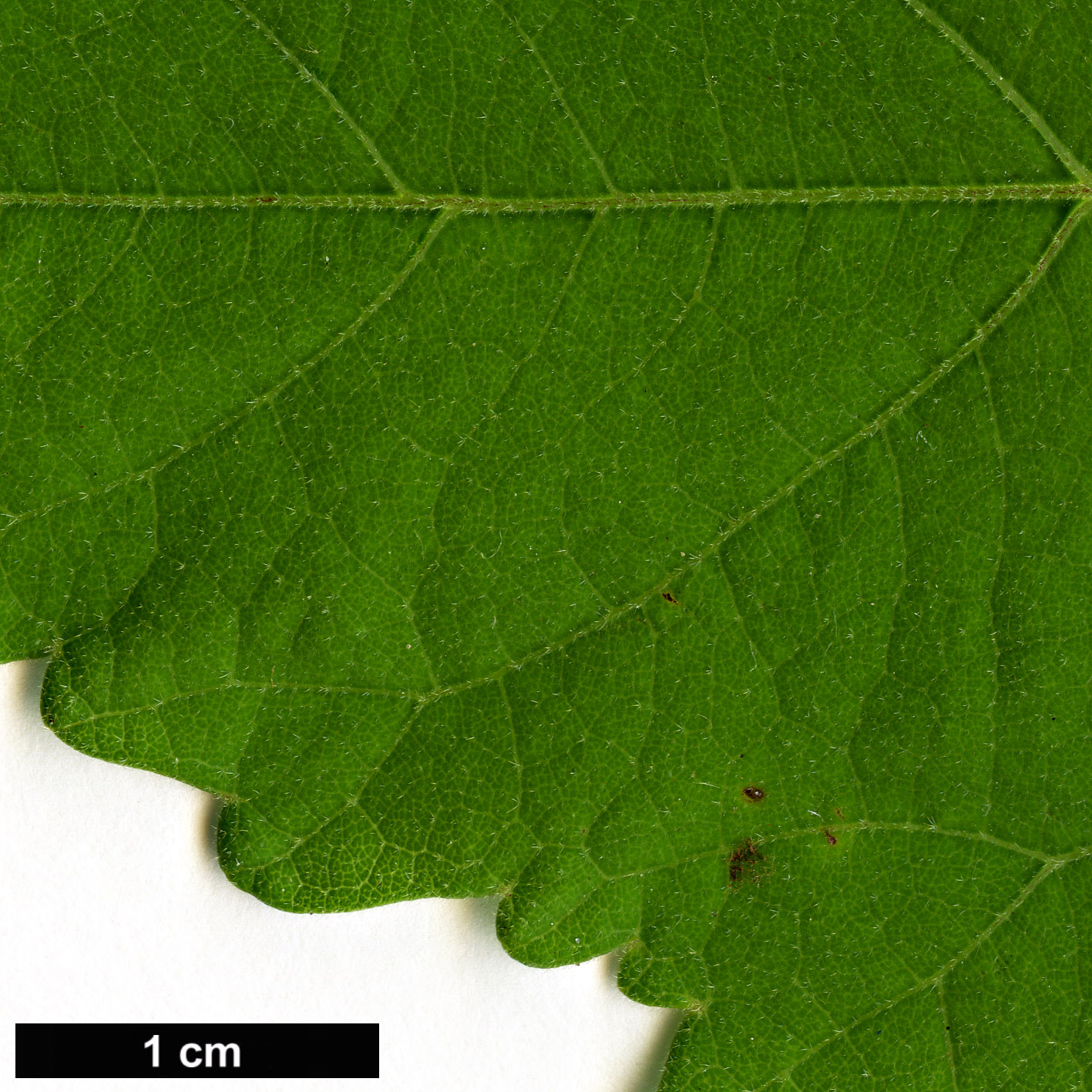 High resolution image: Family: Malvaceae - Genus: Hibiscus - Taxon: moscheutos