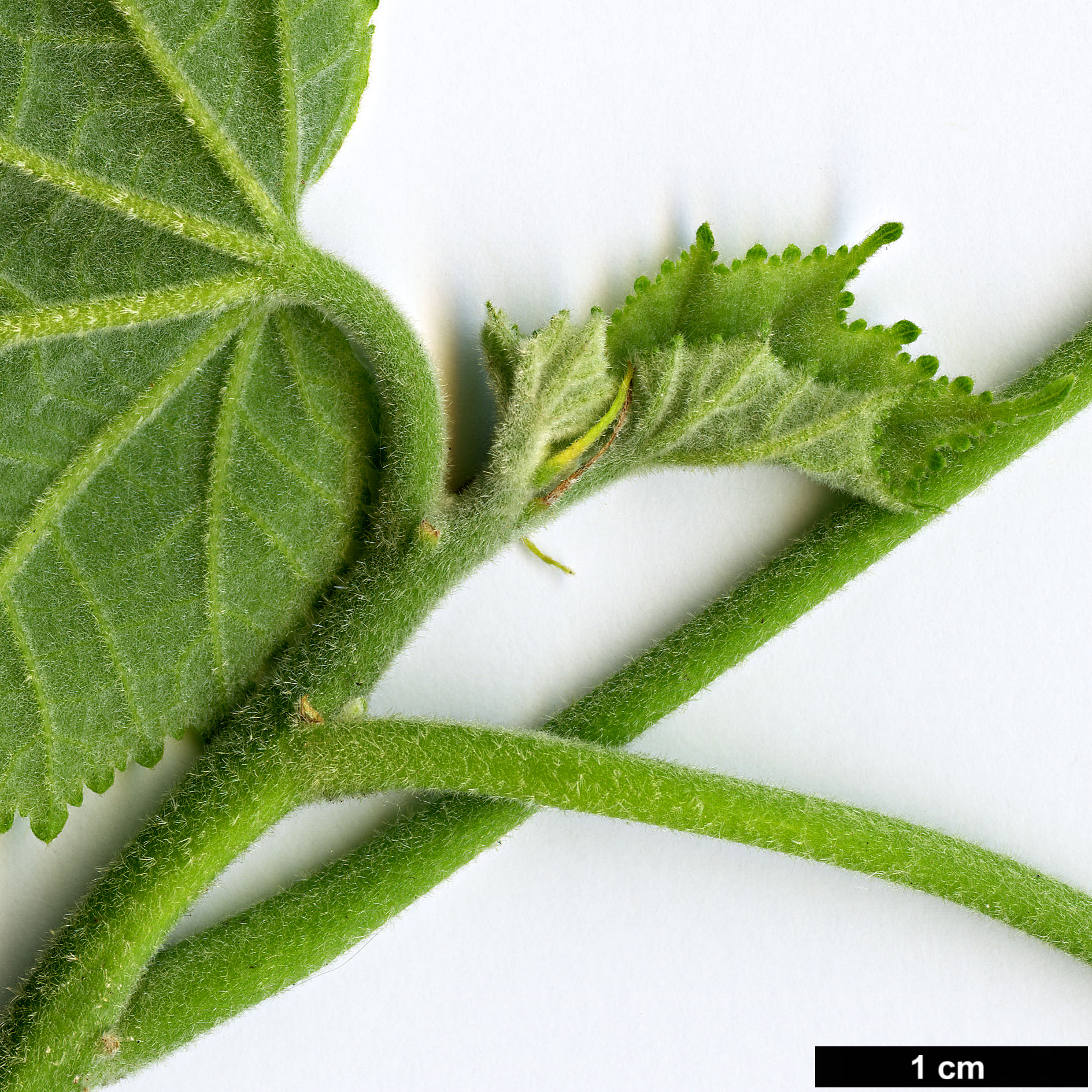 High resolution image: Family: Malvaceae - Genus: Hibiscus - Taxon: paramutabilis