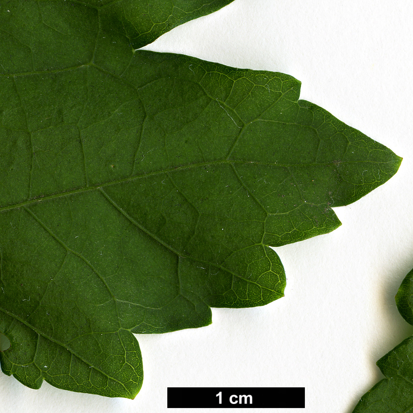 High resolution image: Family: Malvaceae - Genus: Hibiscus - Taxon: syriacus