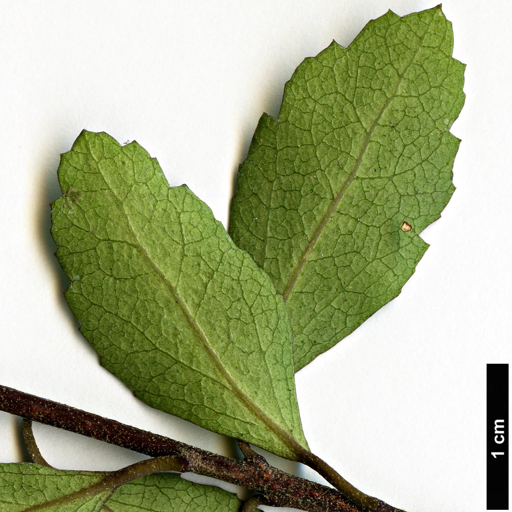 High resolution image: Family: Malvaceae - Genus: Hoheria - Taxon: angustifolia