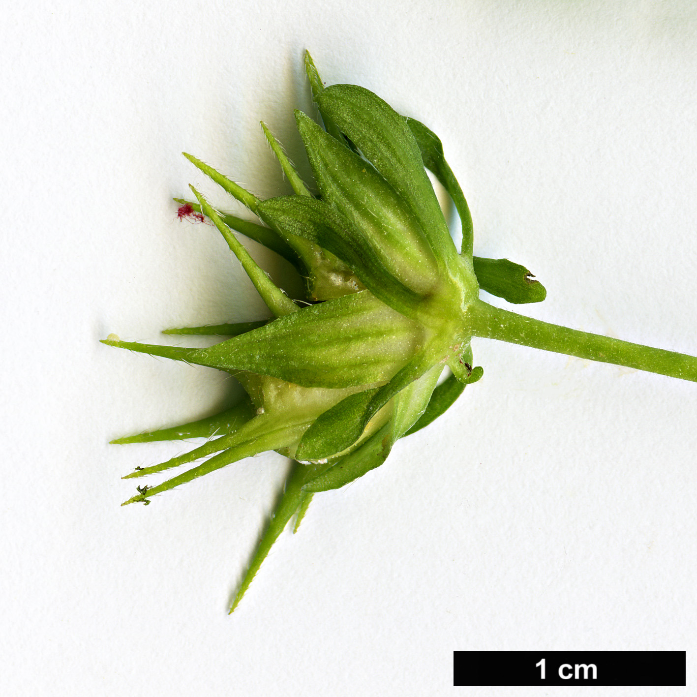 High resolution image: Family: Malvaceae - Genus: Pavonia - Taxon: spinifex