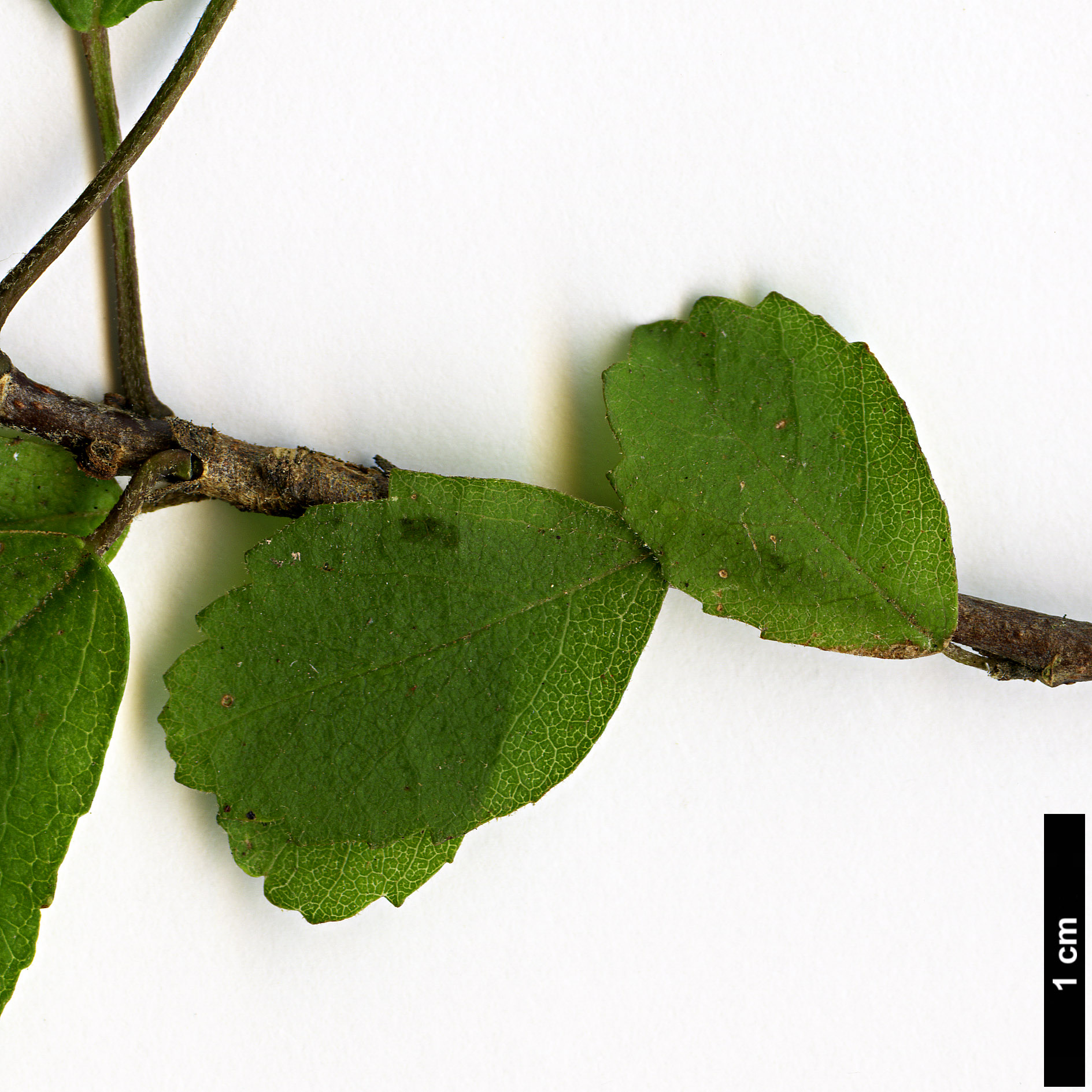 High resolution image: Family: Malvaceae - Genus: Plagianthus - Taxon: regius