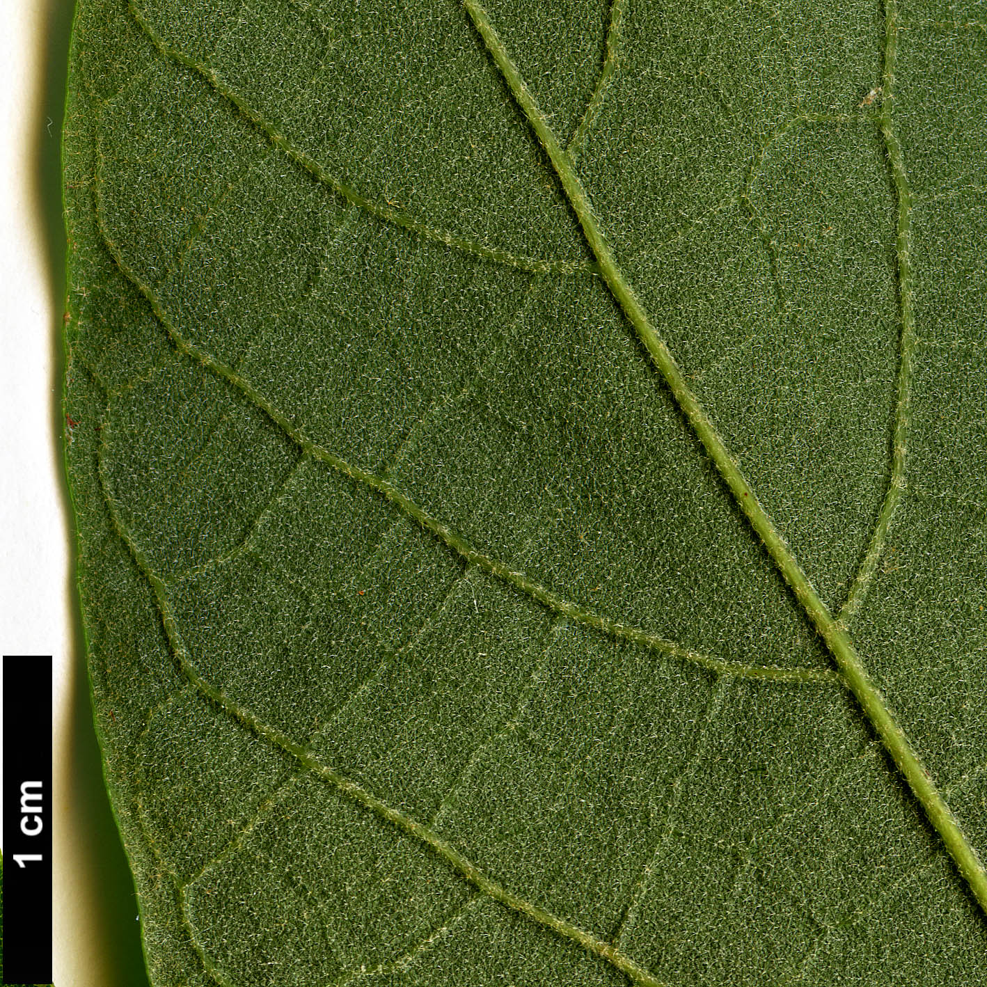 High resolution image: Family: Malvaceae - Genus: Reevesia - Taxon: pubescens