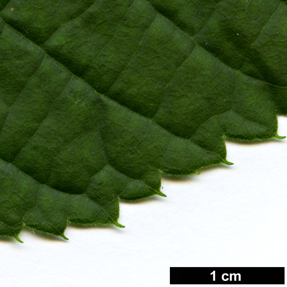 High resolution image: Family: Malvaceae - Genus: Tilia - Taxon: americana