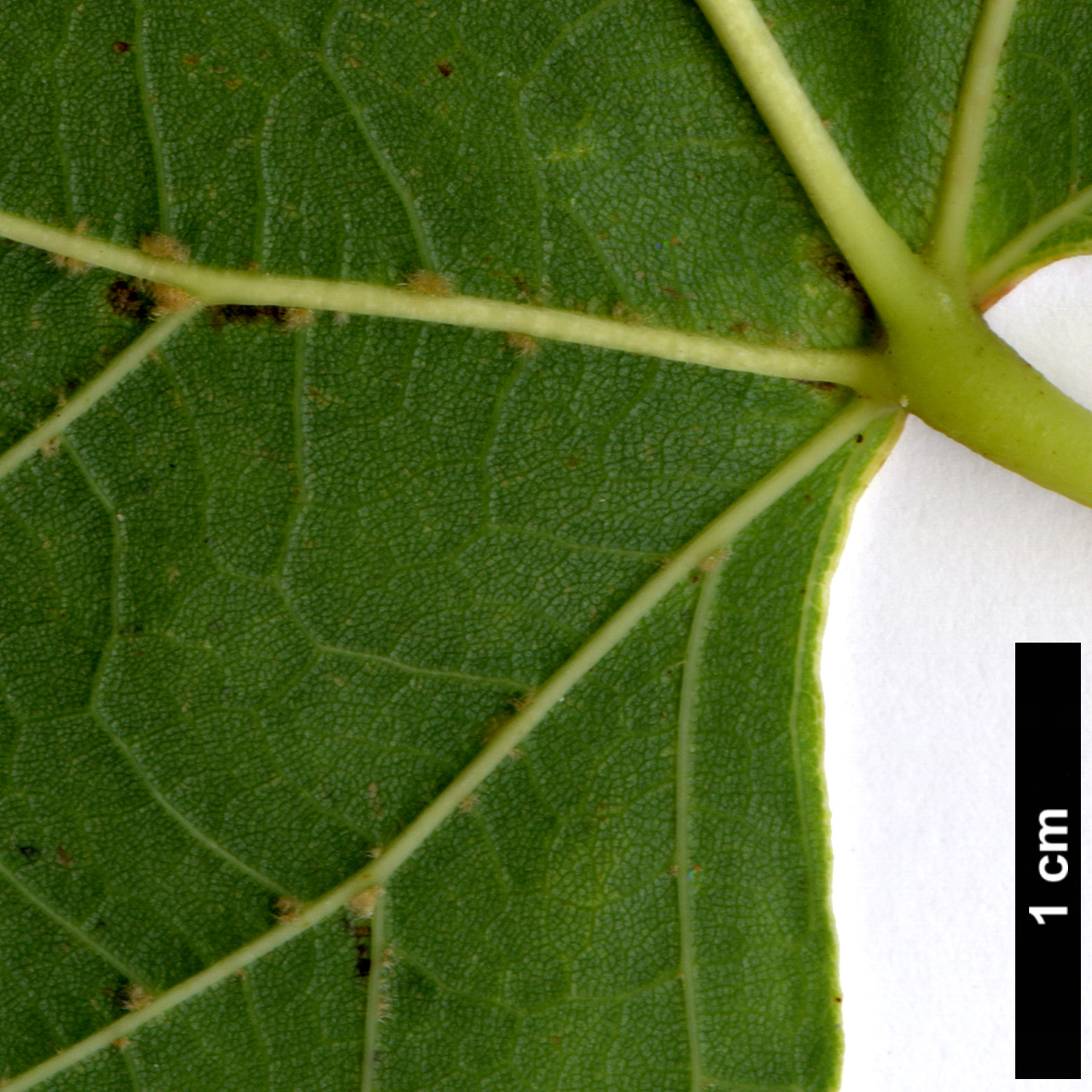 High resolution image: Family: Malvaceae - Genus: Tilia - Taxon: americana