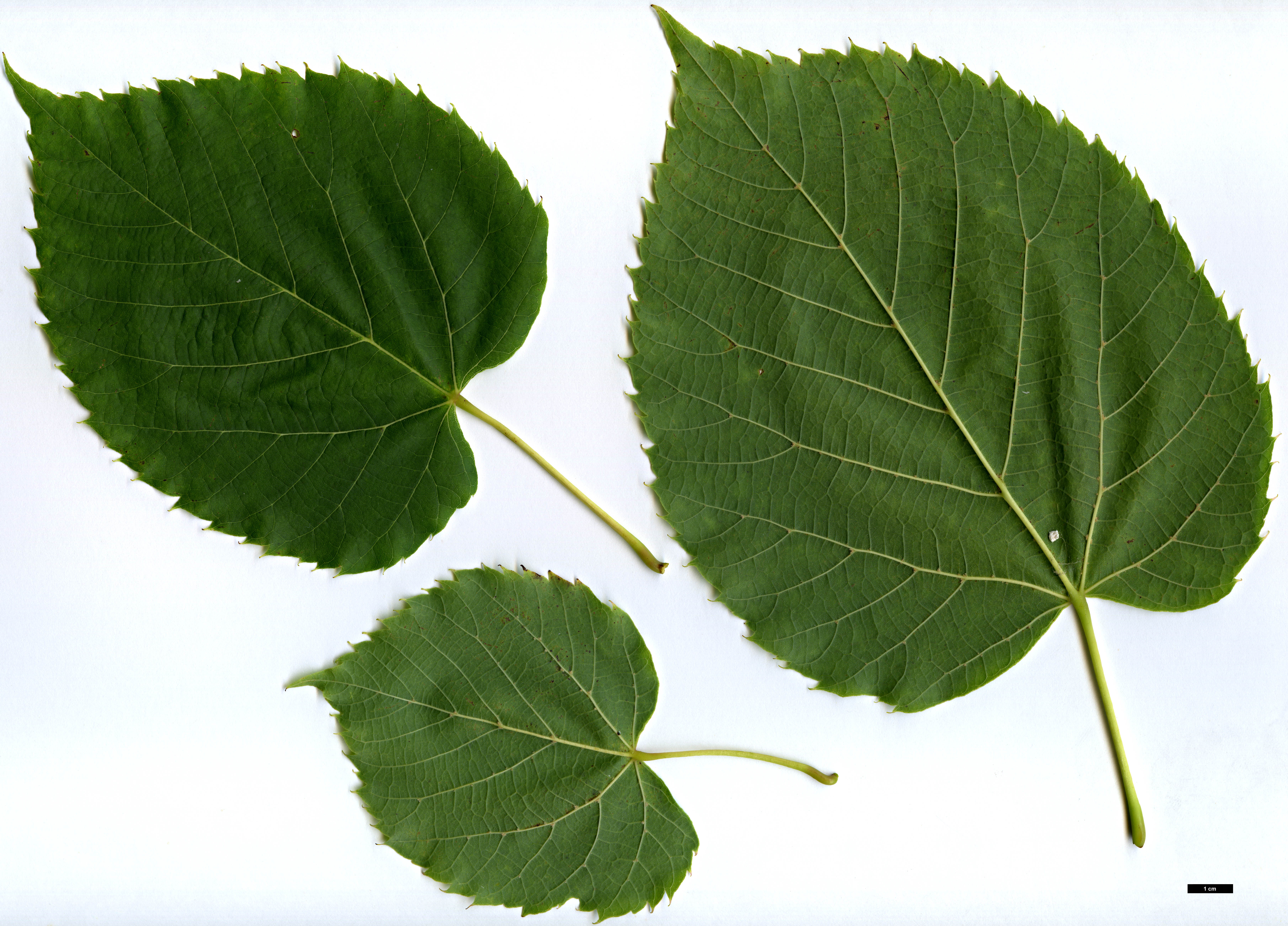 High resolution image: Family: Malvaceae - Genus: Tilia - Taxon: americana