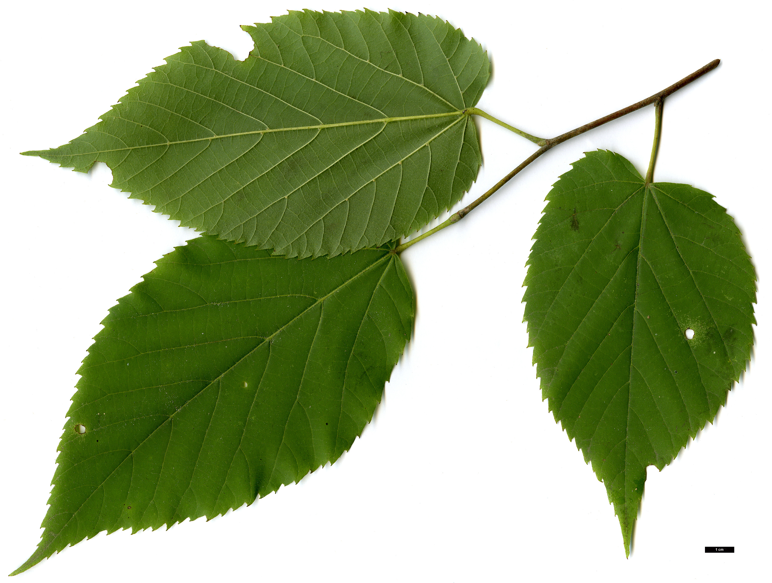 High resolution image: Family: Malvaceae - Genus: Tilia - Taxon: caroliniana