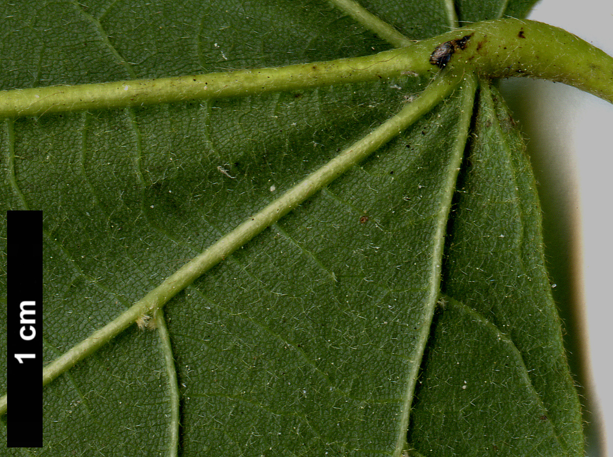 High resolution image: Family: Malvaceae - Genus: Tilia - Taxon: caroliniana