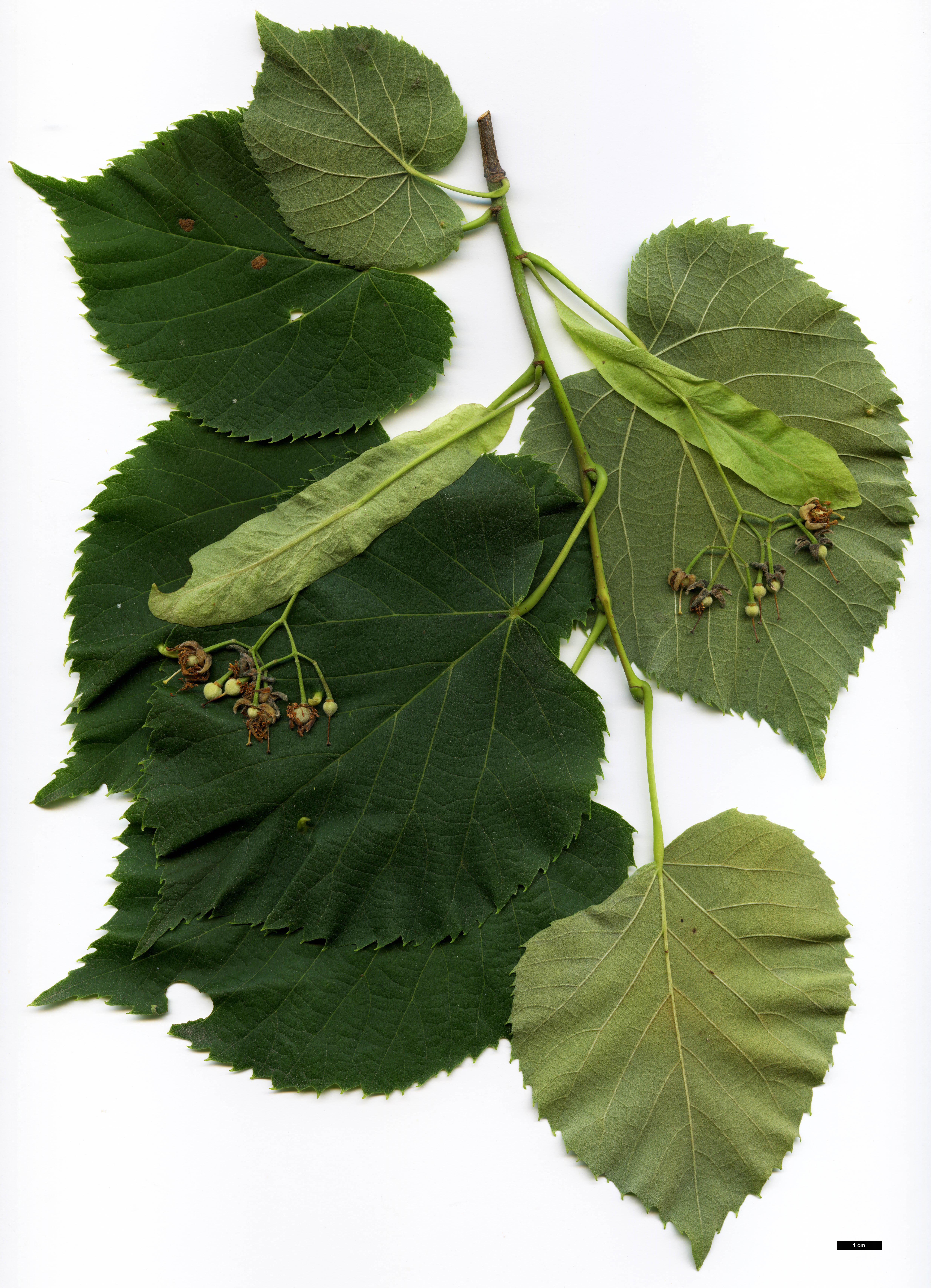 High resolution image: Family: Malvaceae - Genus: Tilia - Taxon: caroliniana