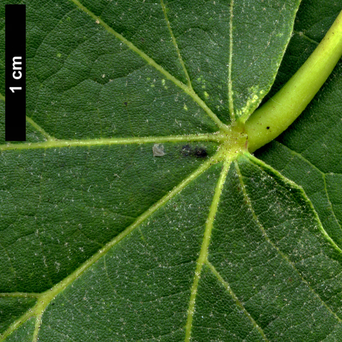 High resolution image: Family: Malvaceae - Genus: Tilia - Taxon: caroliniana