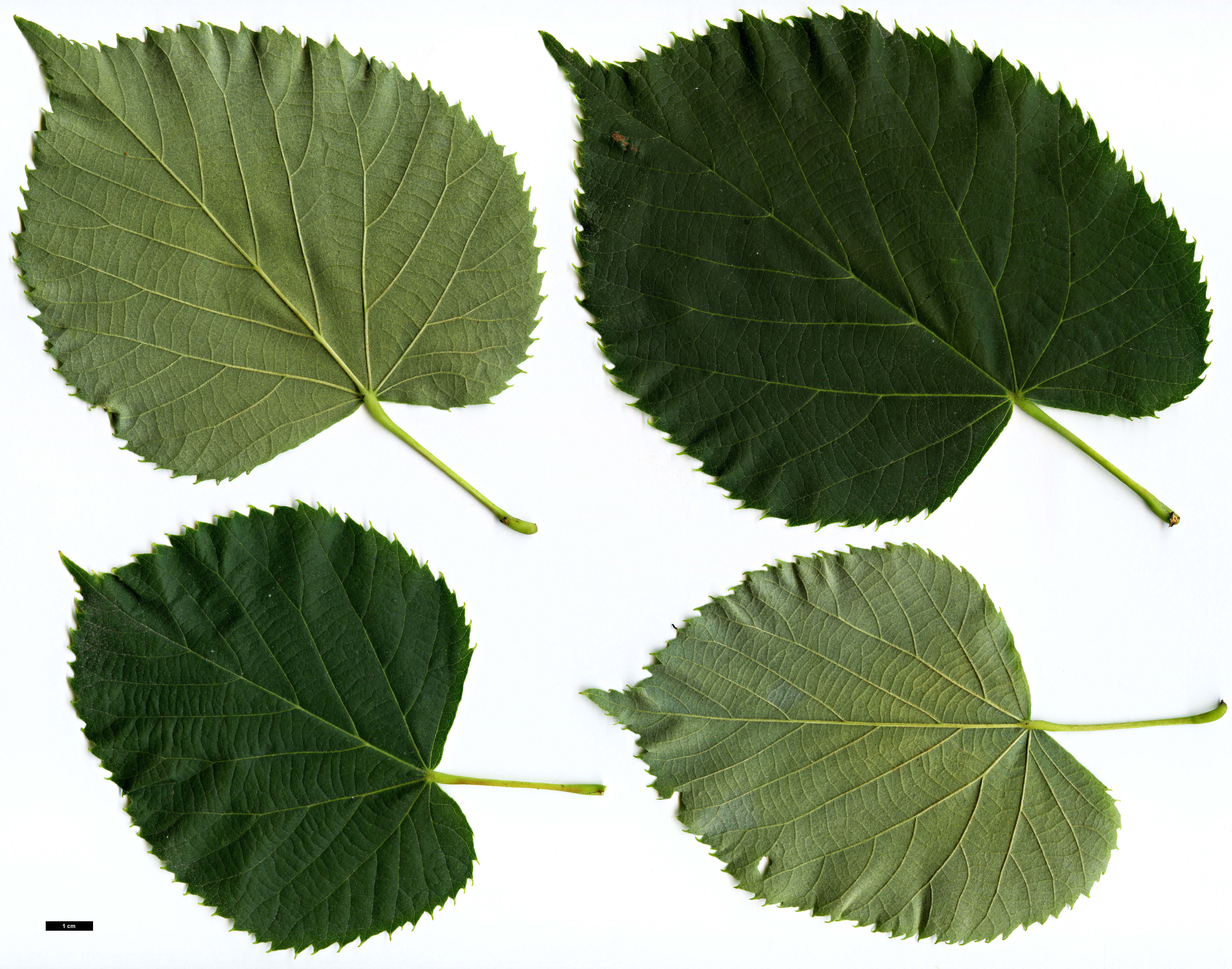 High resolution image: Family: Malvaceae - Genus: Tilia - Taxon: caroliniana