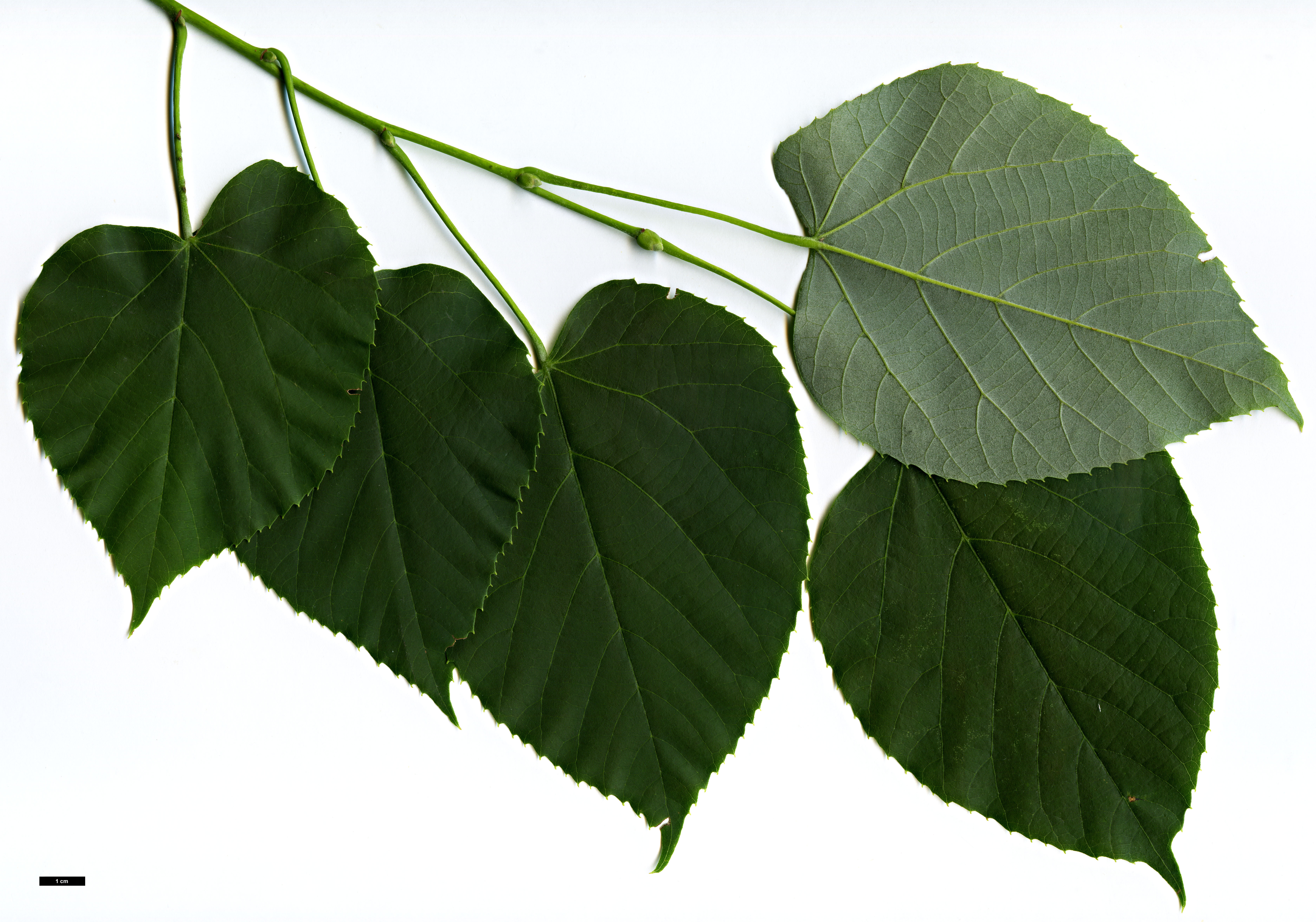 High resolution image: Family: Malvaceae - Genus: Tilia - Taxon: caroliniana