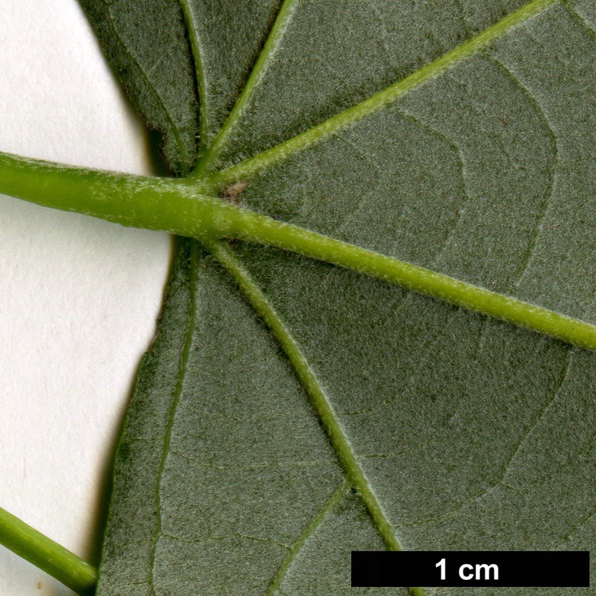 High resolution image: Family: Malvaceae - Genus: Tilia - Taxon: caroliniana