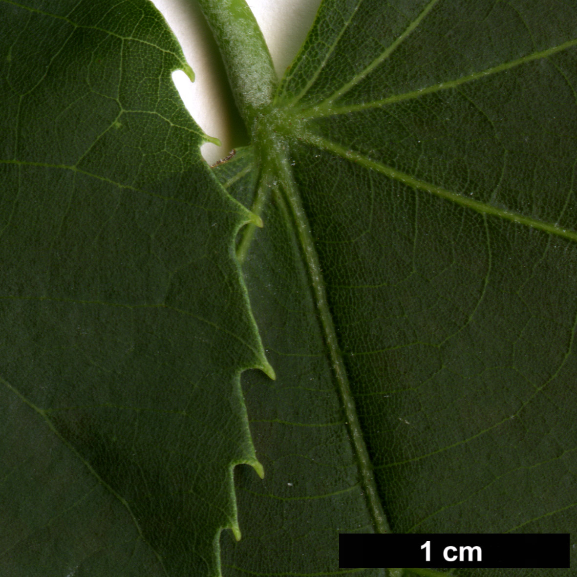 High resolution image: Family: Malvaceae - Genus: Tilia - Taxon: caroliniana