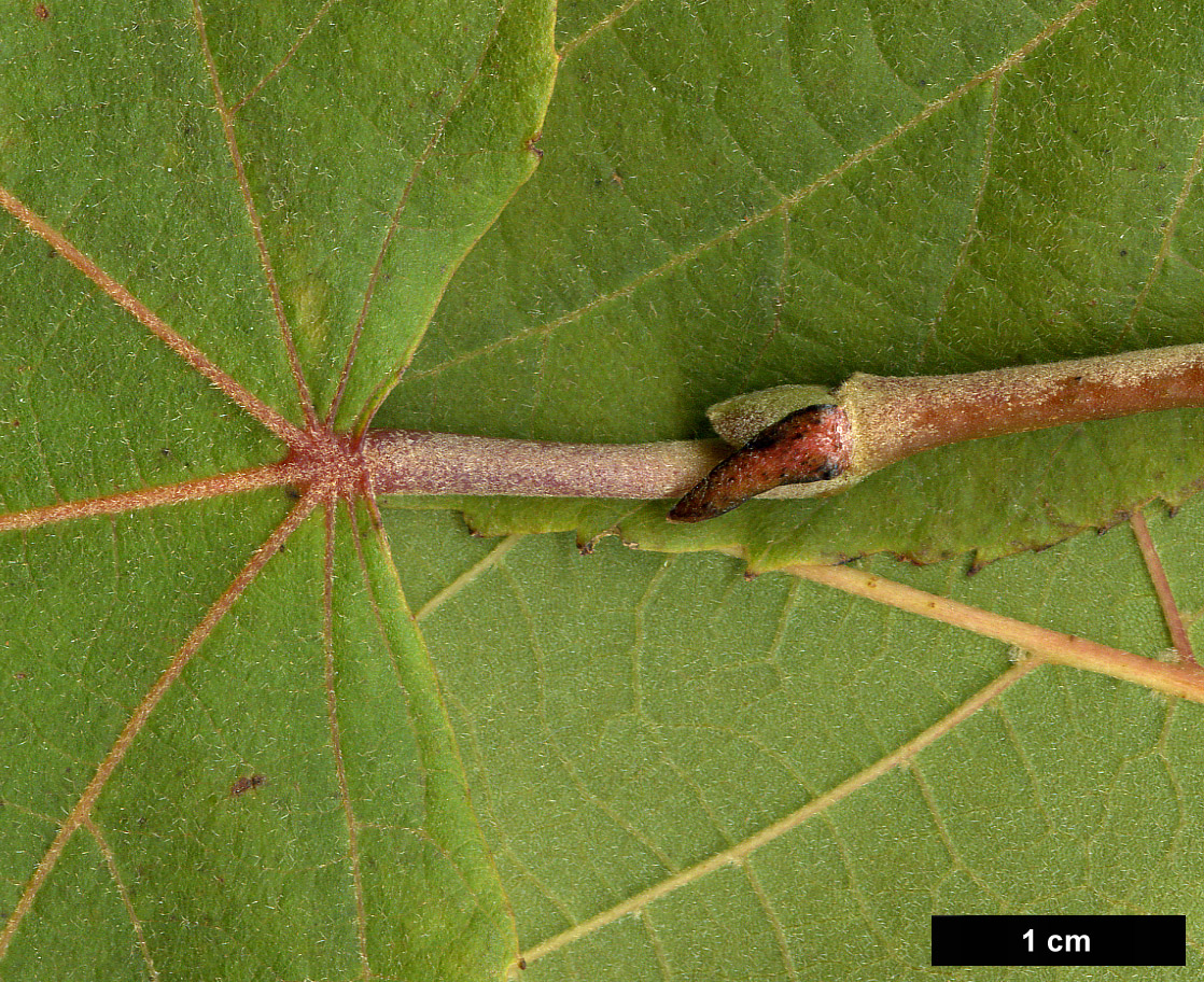 High resolution image: Family: Malvaceae - Genus: Tilia - Taxon: caroliniana