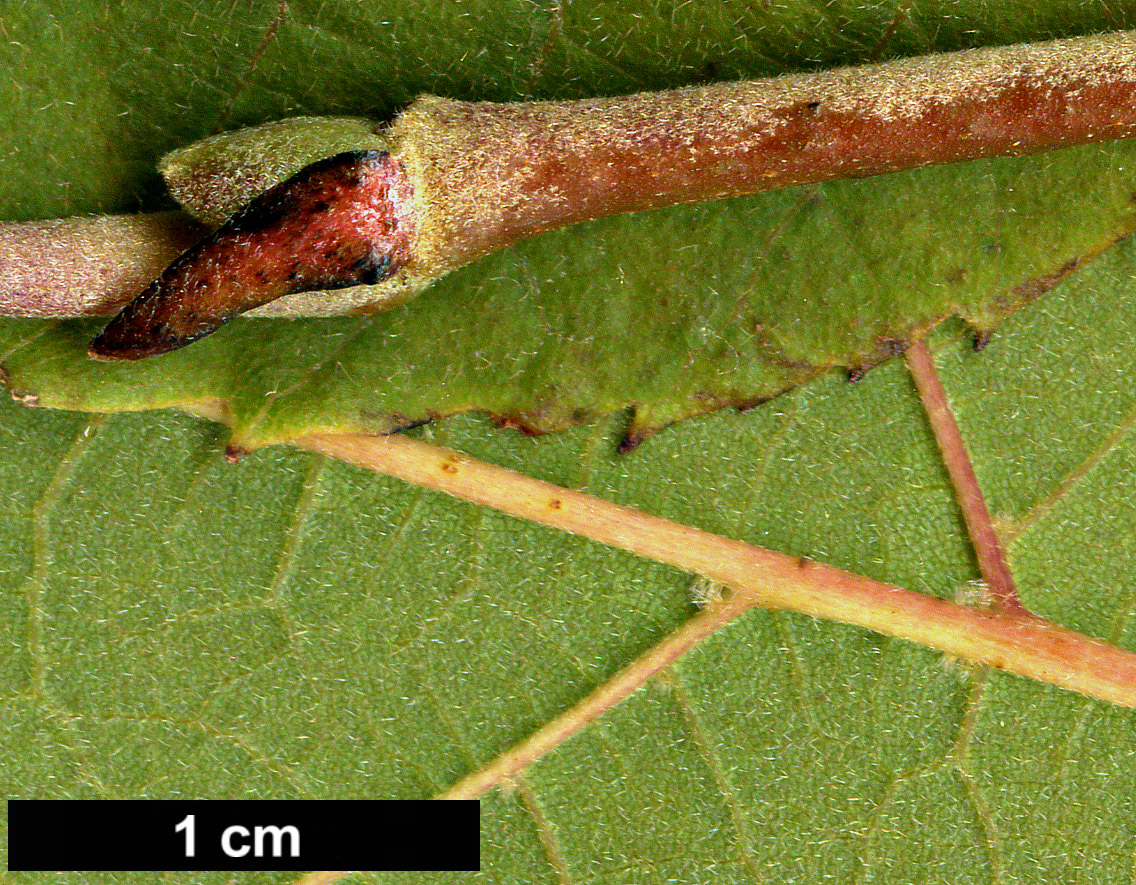 High resolution image: Family: Malvaceae - Genus: Tilia - Taxon: caroliniana