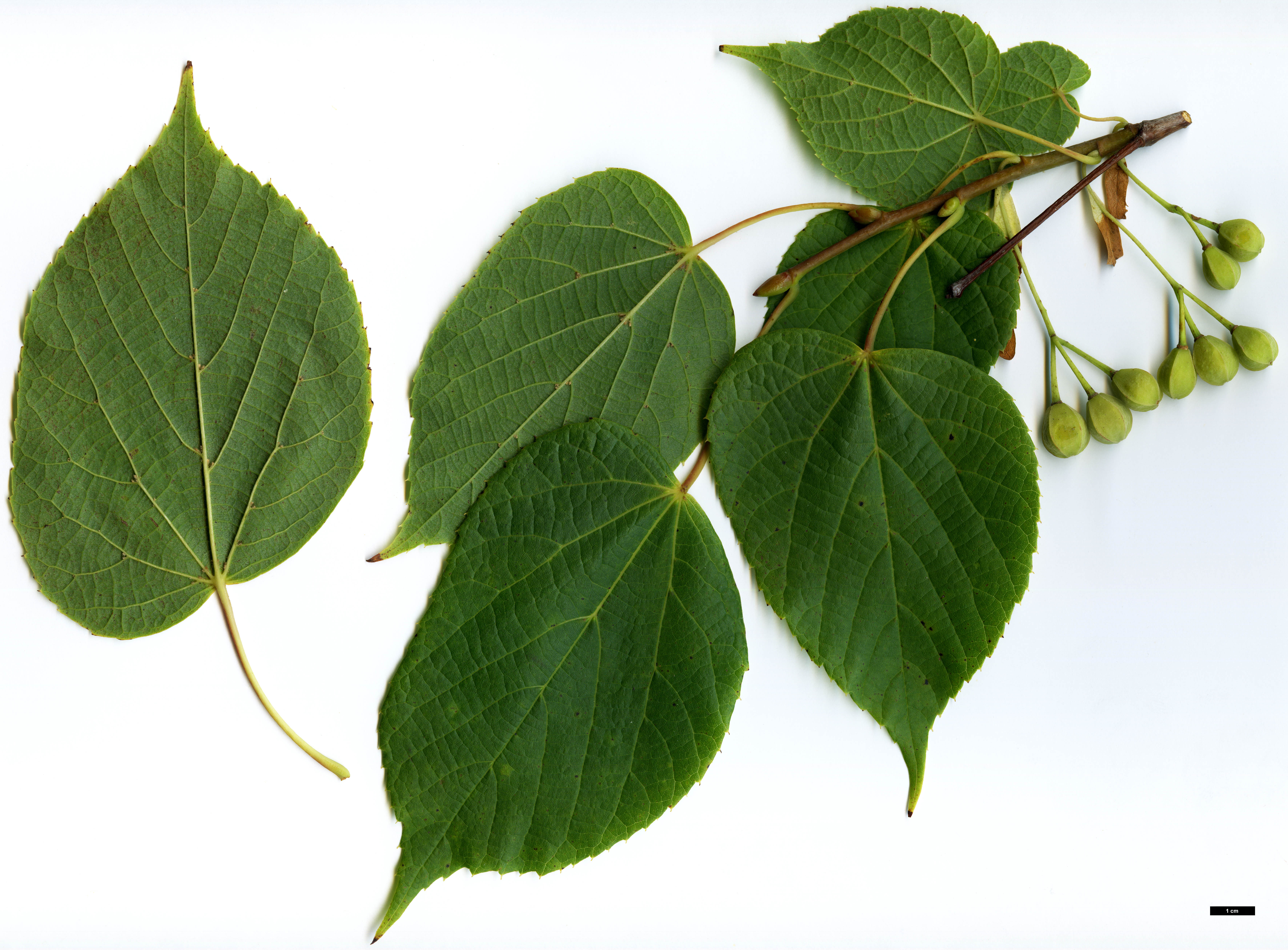 High resolution image: Family: Malvaceae - Genus: Tilia - Taxon: chinensis