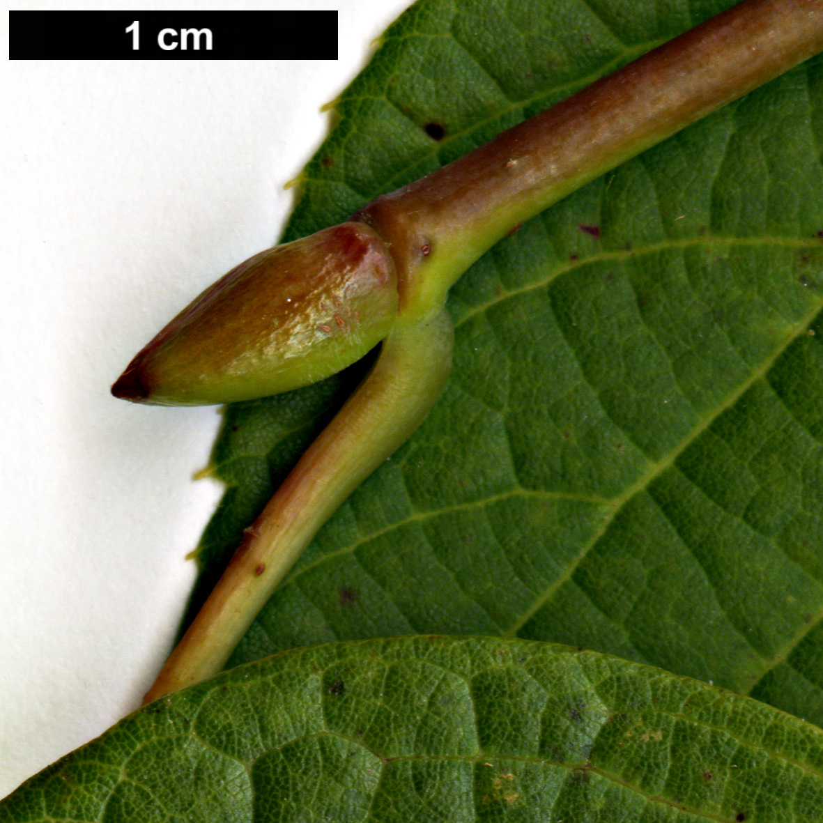 High resolution image: Family: Malvaceae - Genus: Tilia - Taxon: chinensis