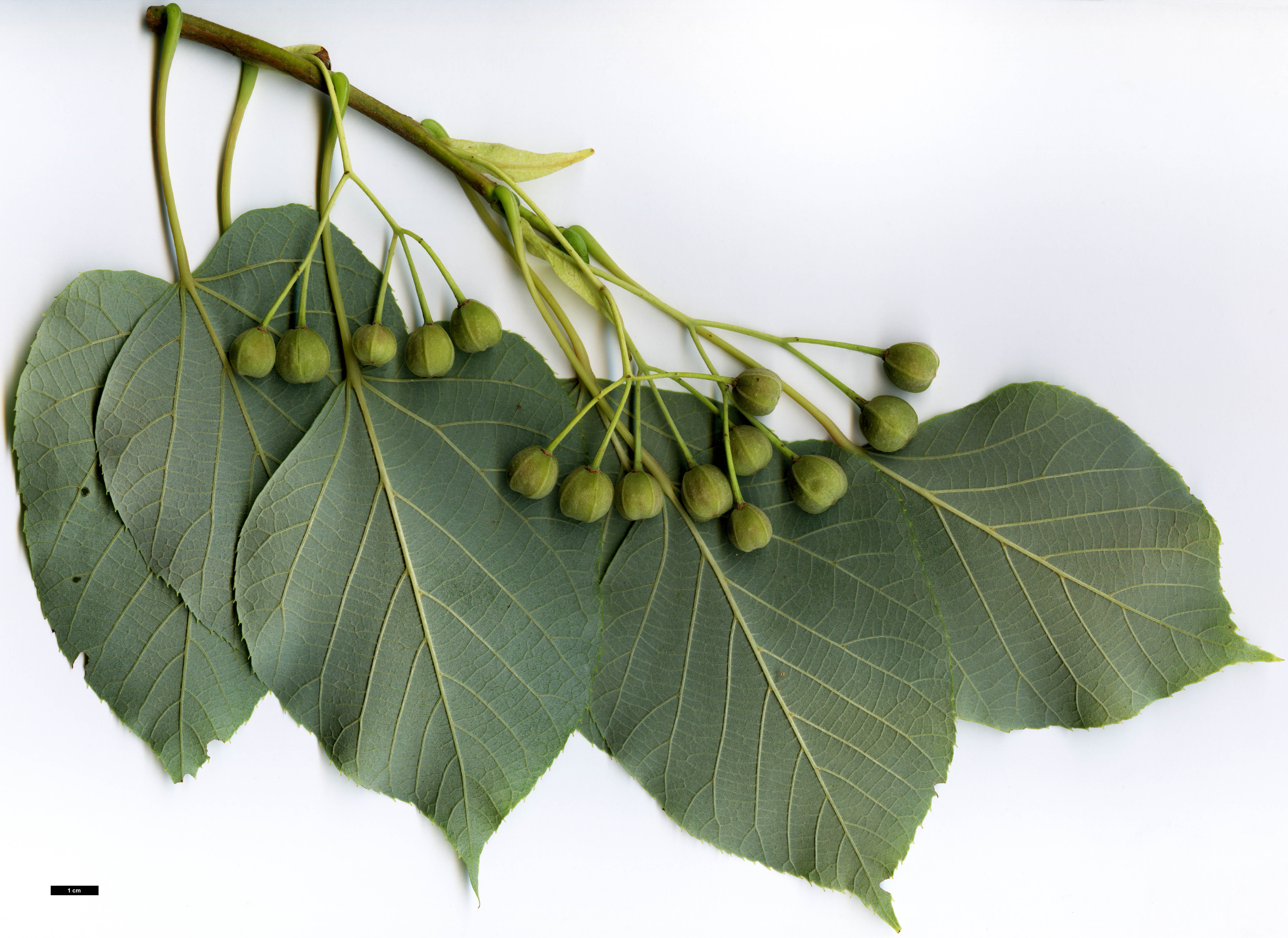 High resolution image: Family: Malvaceae - Genus: Tilia - Taxon: chinensis