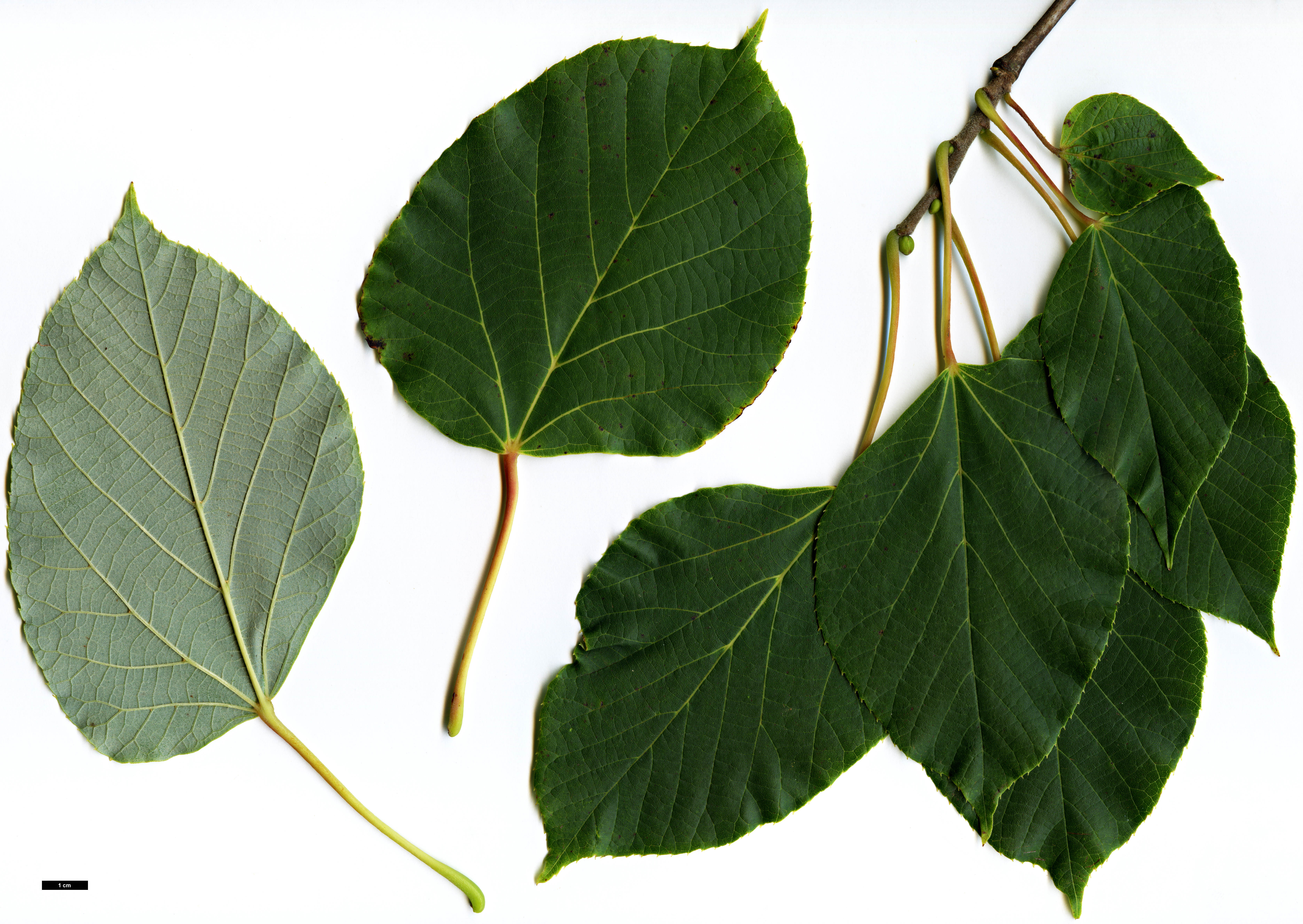 High resolution image: Family: Malvaceae - Genus: Tilia - Taxon: chinensis