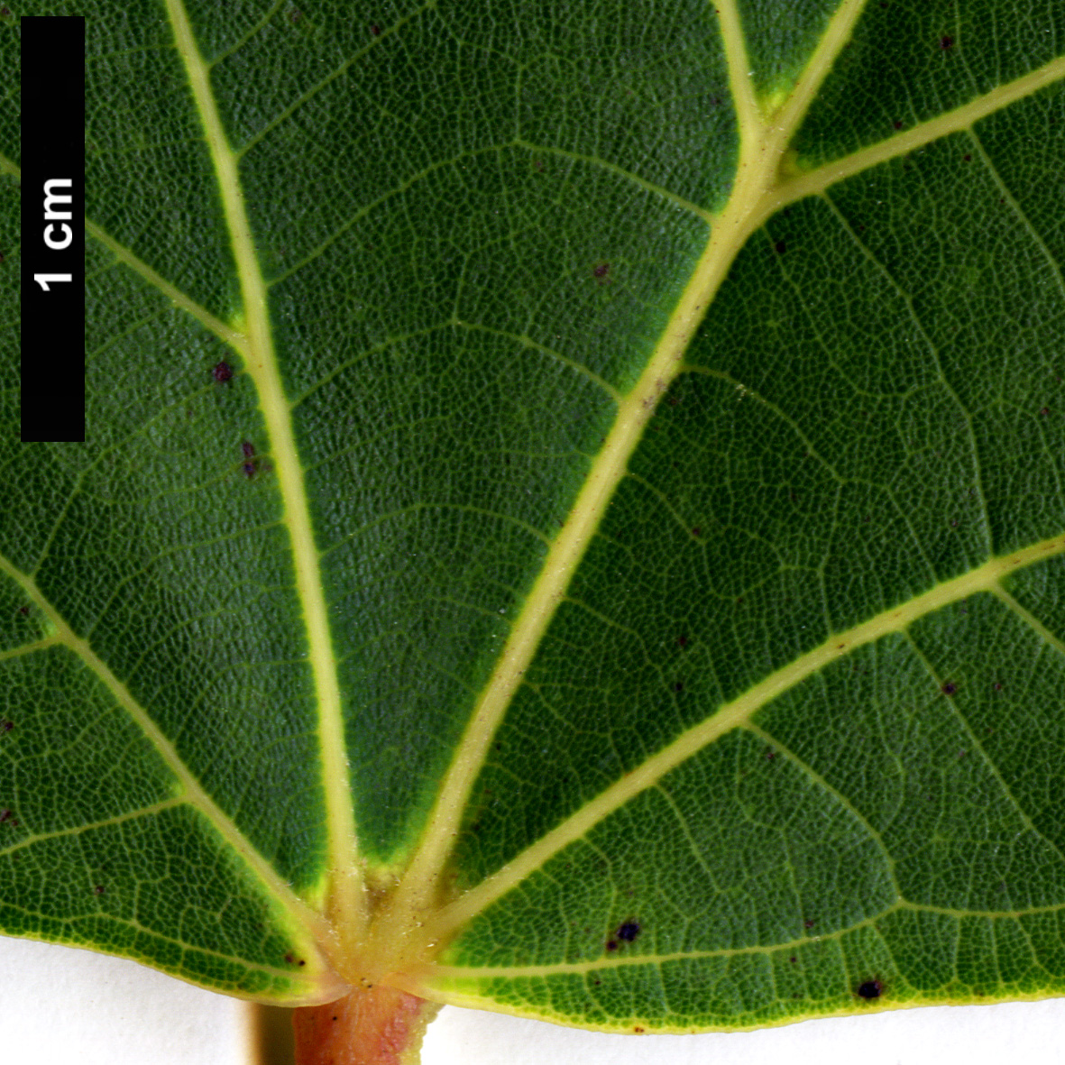 High resolution image: Family: Malvaceae - Genus: Tilia - Taxon: chinensis