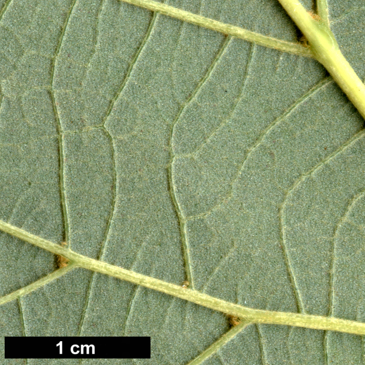 High resolution image: Family: Malvaceae - Genus: Tilia - Taxon: chinensis