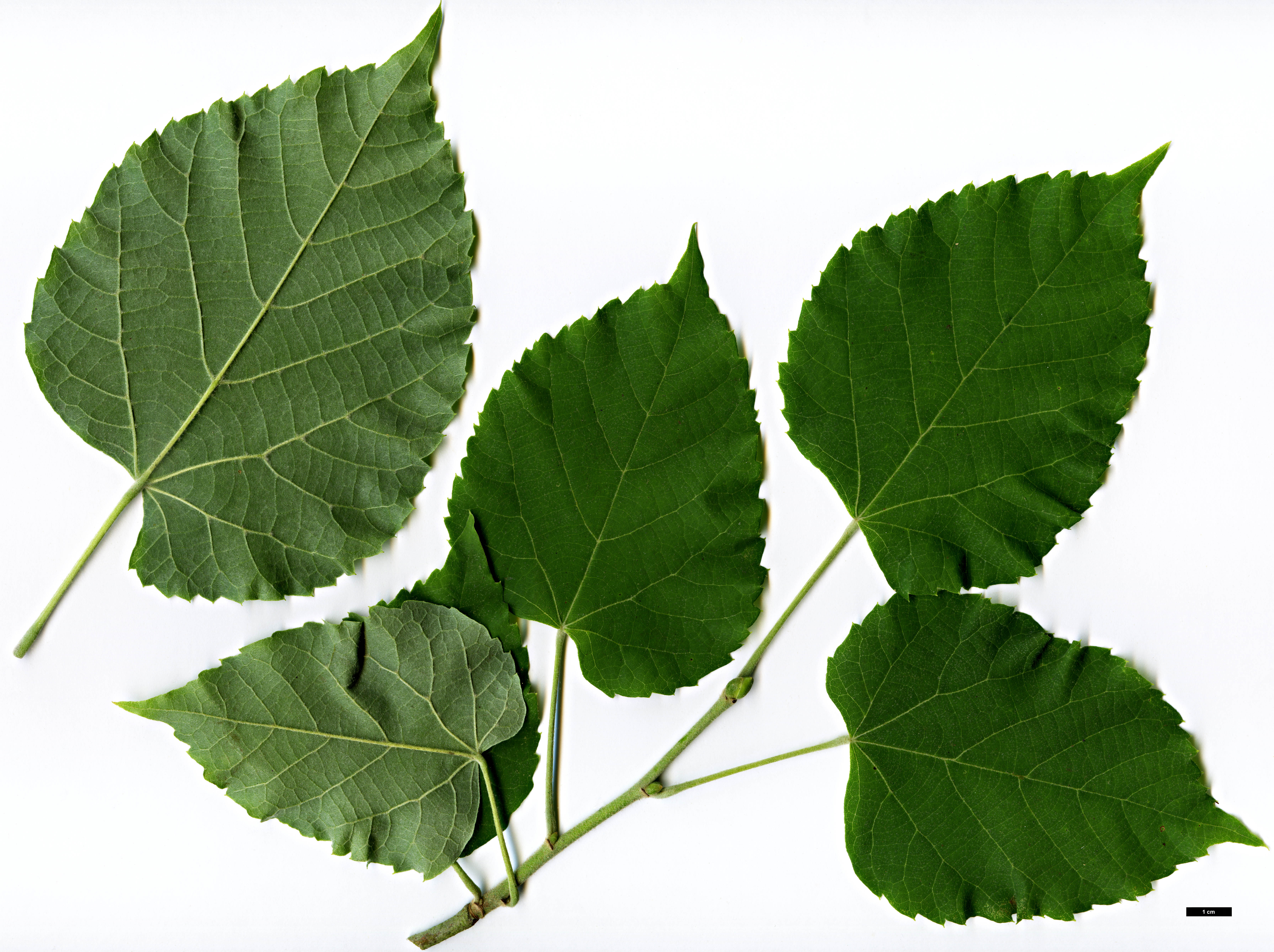 High resolution image: Family: Malvaceae - Genus: Tilia - Taxon: chinensis