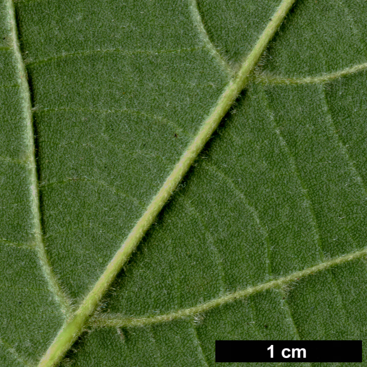 High resolution image: Family: Malvaceae - Genus: Tilia - Taxon: chinensis