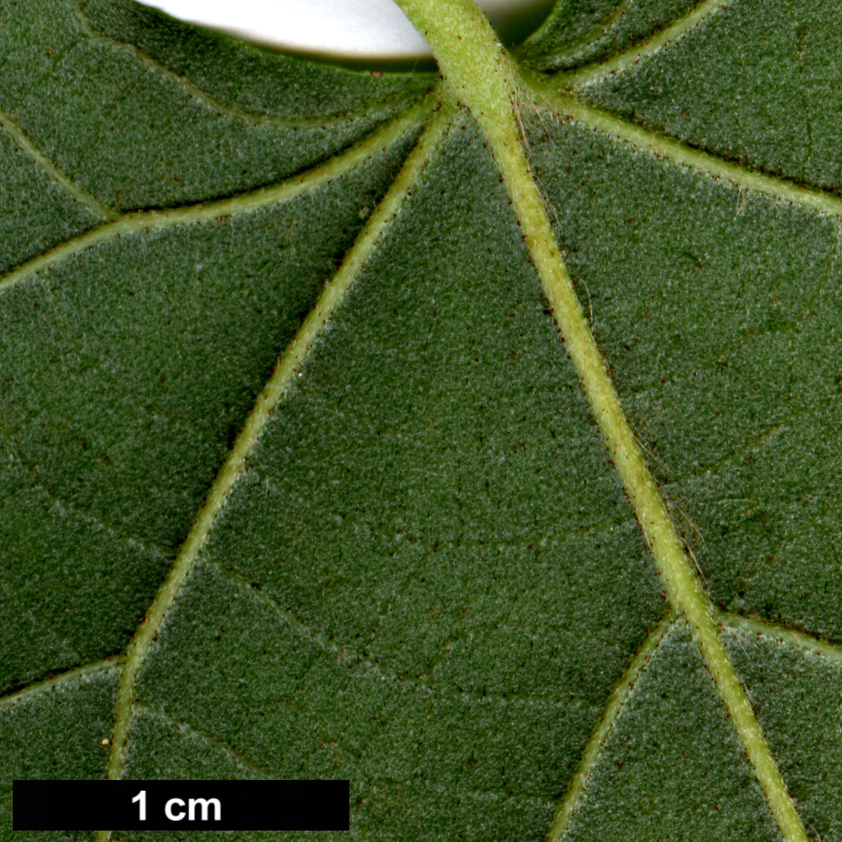 High resolution image: Family: Malvaceae - Genus: Tilia - Taxon: chingiana